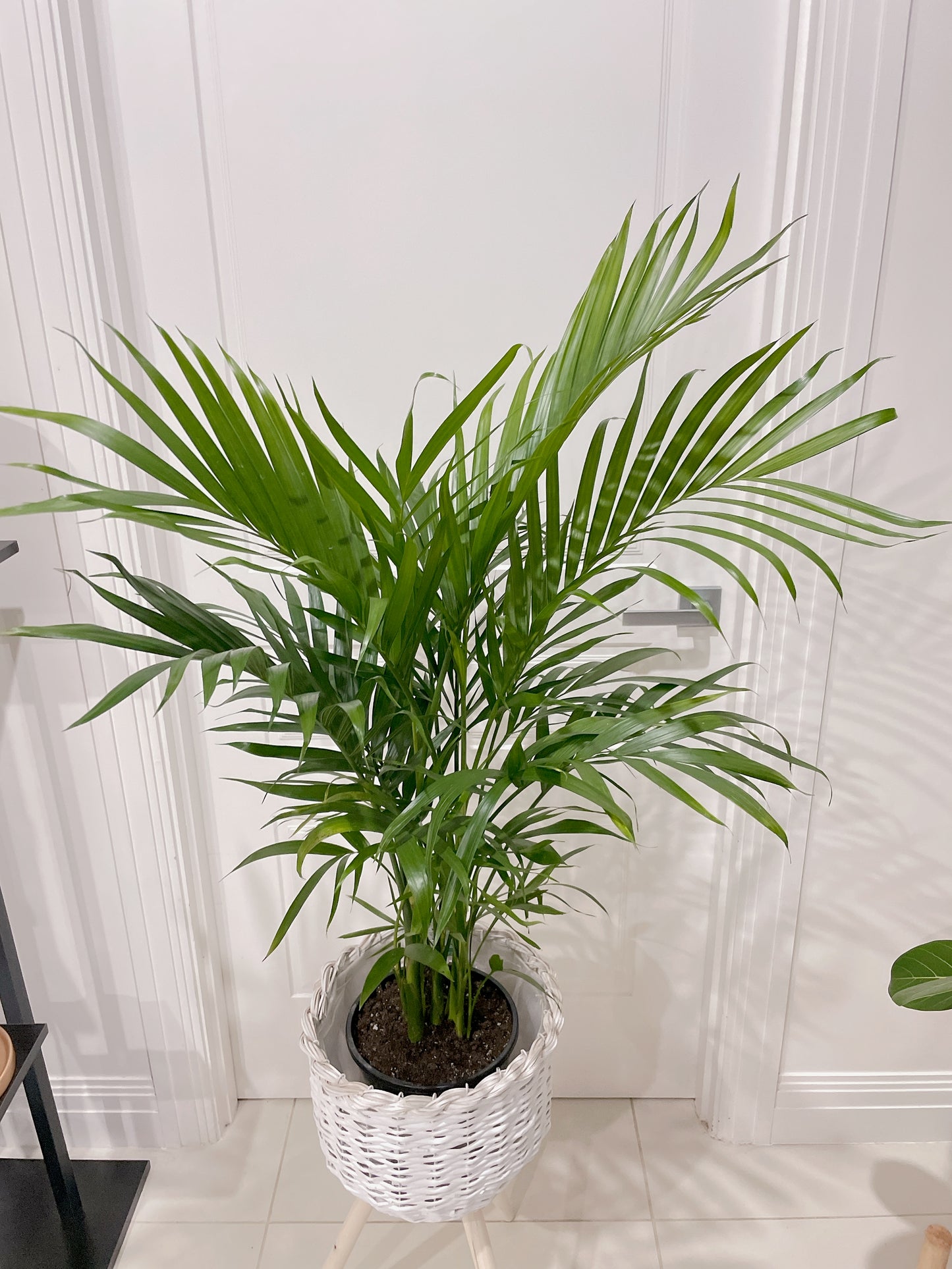 Cascade palm easy care real bushy plant indoor foliage+ white rattan planter tripod wooden legs