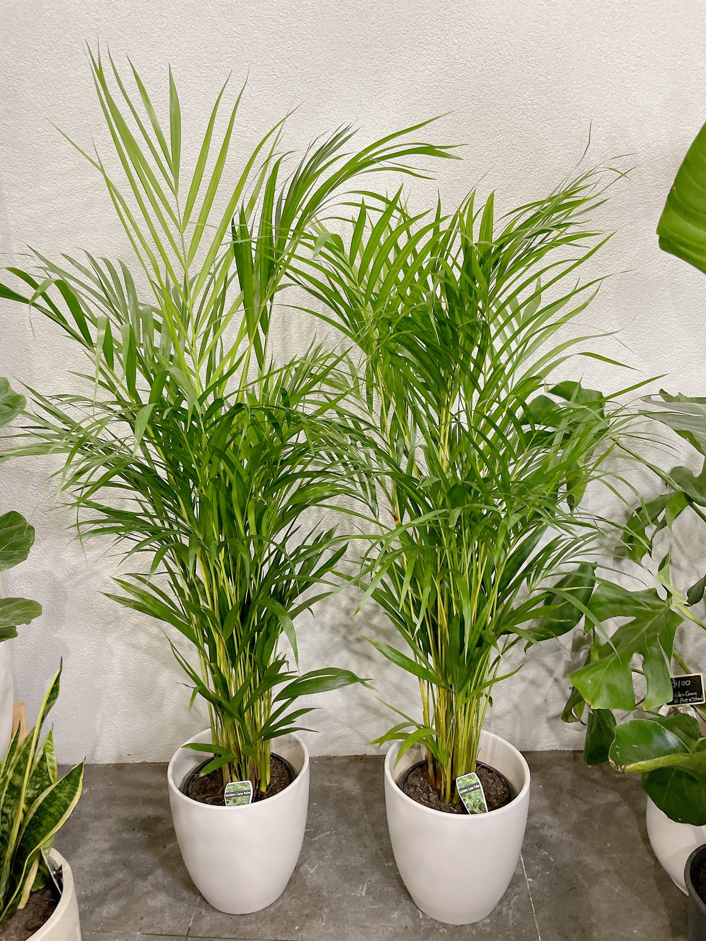 1.2m tall golden cane palm with 25cm white ceramic pot delivery available