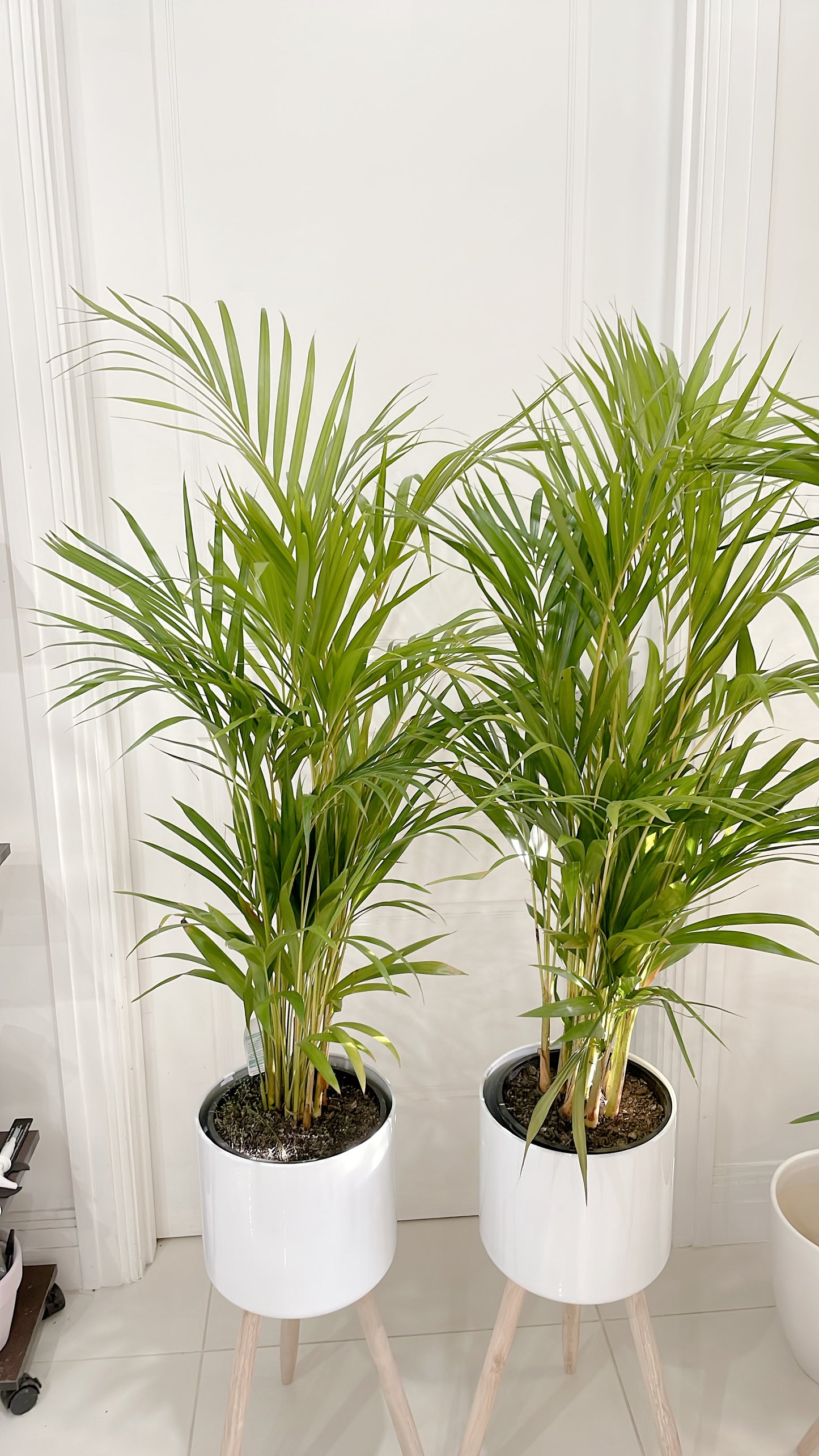 $85.99 each 1.3m tall golden cane palm indoor plant with white metal planter pot tripod wooden legs