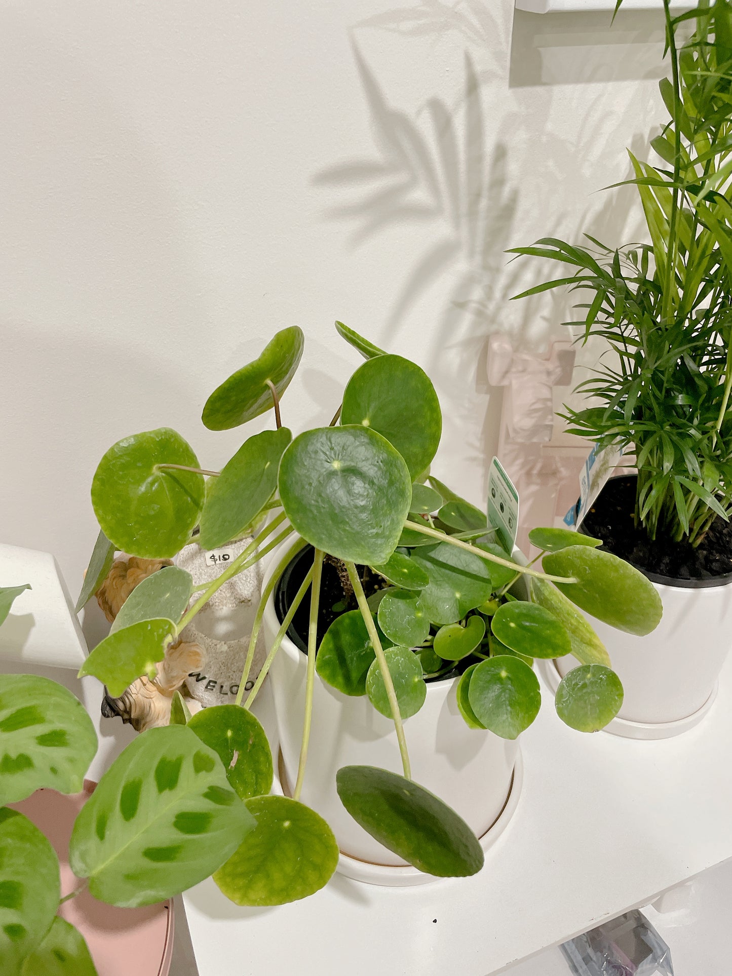 Chinese Money Plant Pilea peperomioides multi stems easy care indoor plant with white ceramic pot