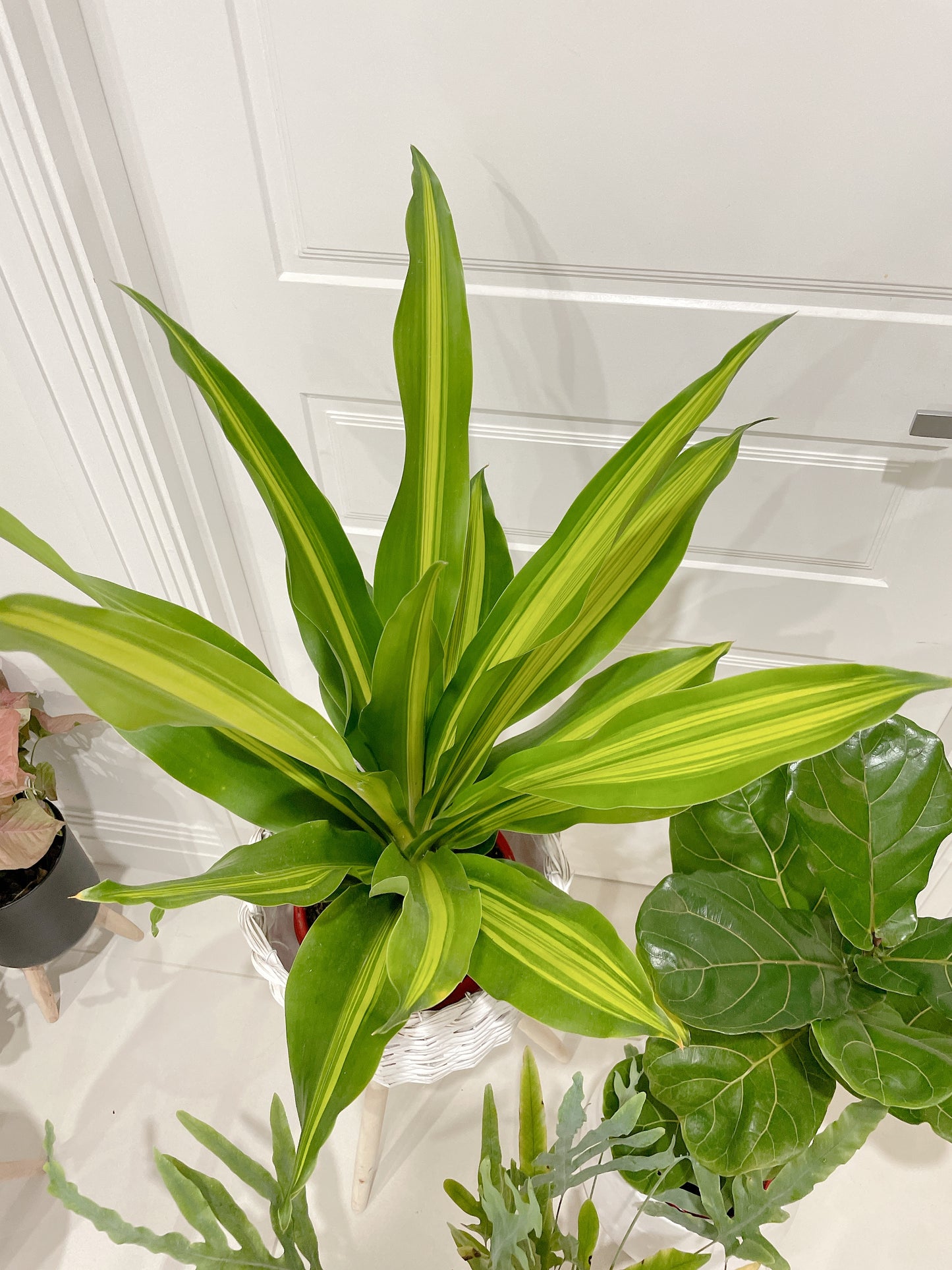 🪴bundle giant happy plant dracaena ficus fiddle leaf lyrata blue star fern easy care indoor +pots