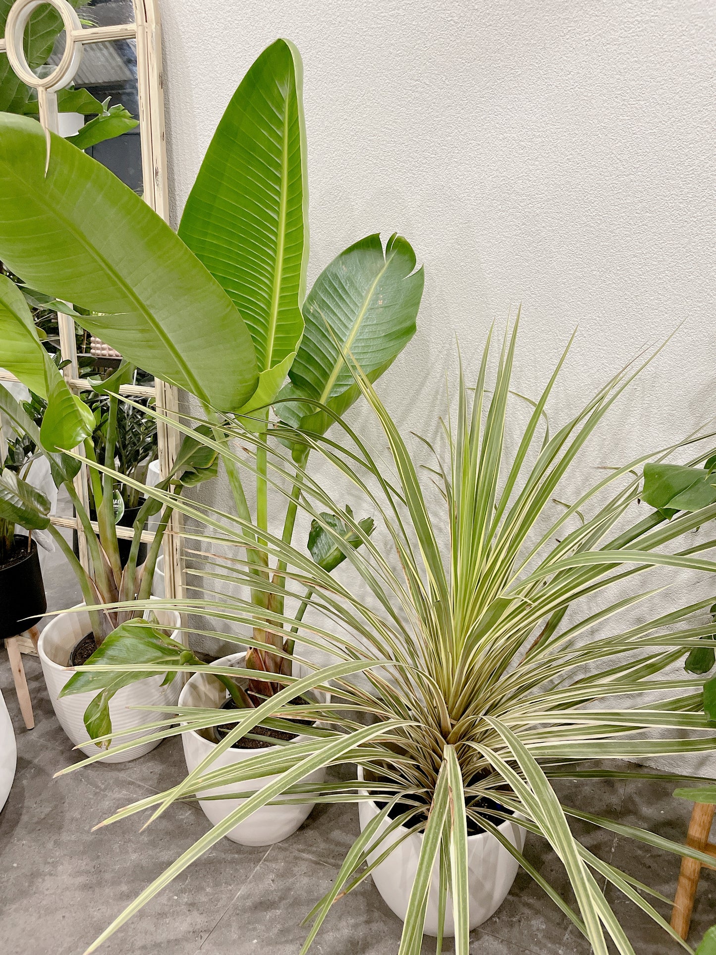 bundle🪴giant birds of paradise+CORDYLINE AUSTRALIS ‘ALBERTII’ GRASS palm+2x30cm white ceramic pots