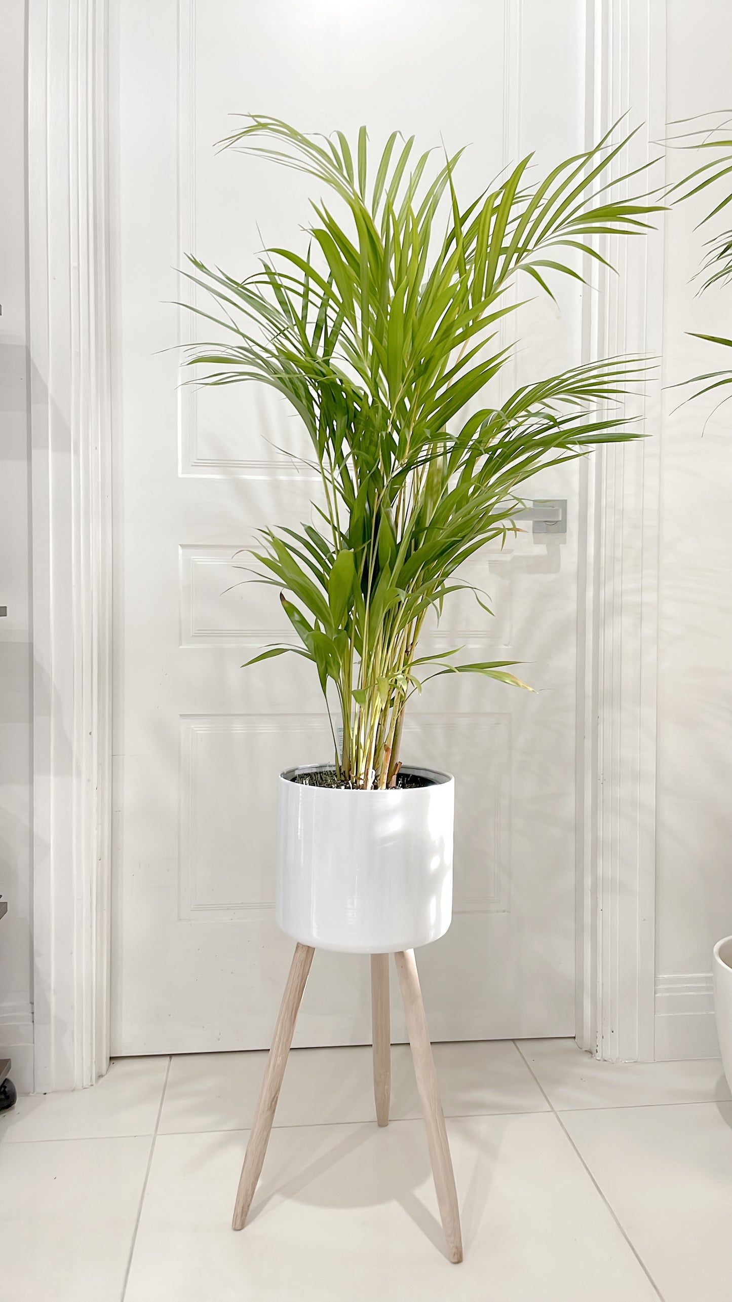 $85.99 each 1.3m tall golden cane palm indoor plant with white metal planter pot tripod wooden legs