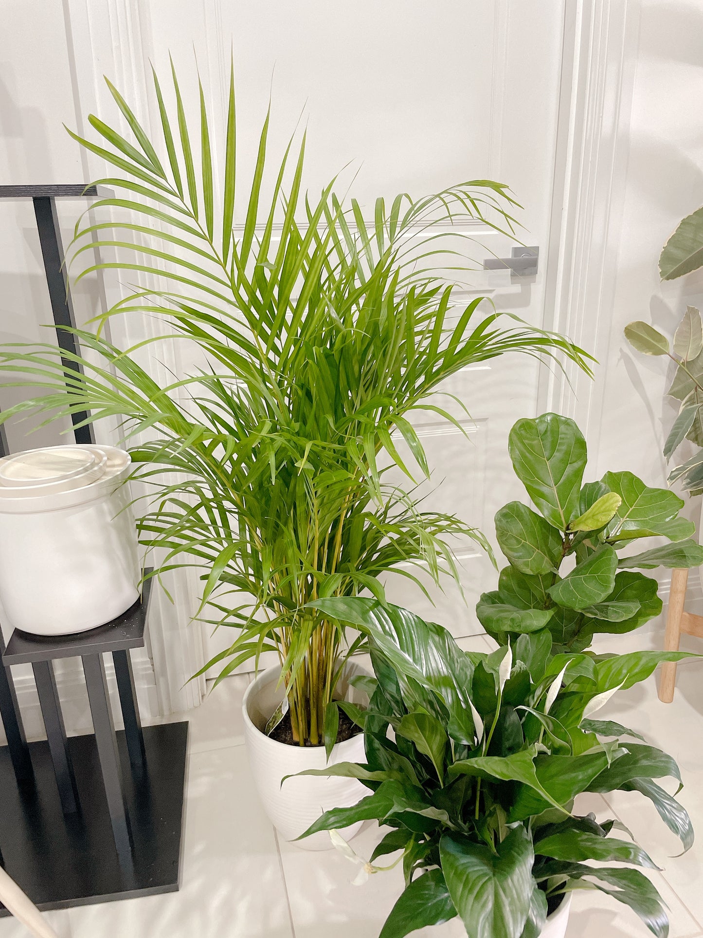 bundle🪴golden cane palm ficus fiddle leaf dwarf bambino flowering peace lily with ceramic pots