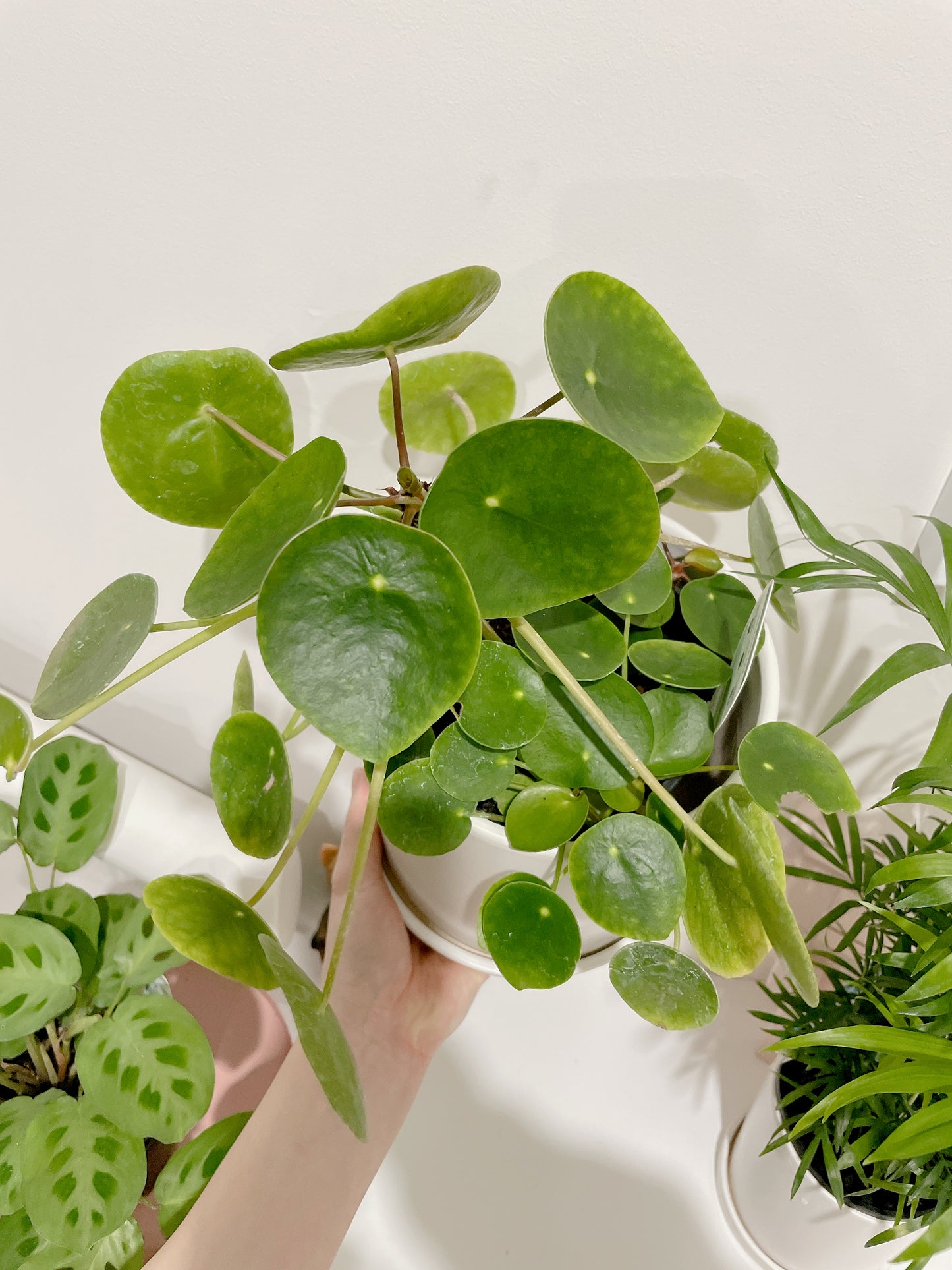 Chinese Money Plant Pilea peperomioides multi stems easy care indoor plant with white ceramic pot
