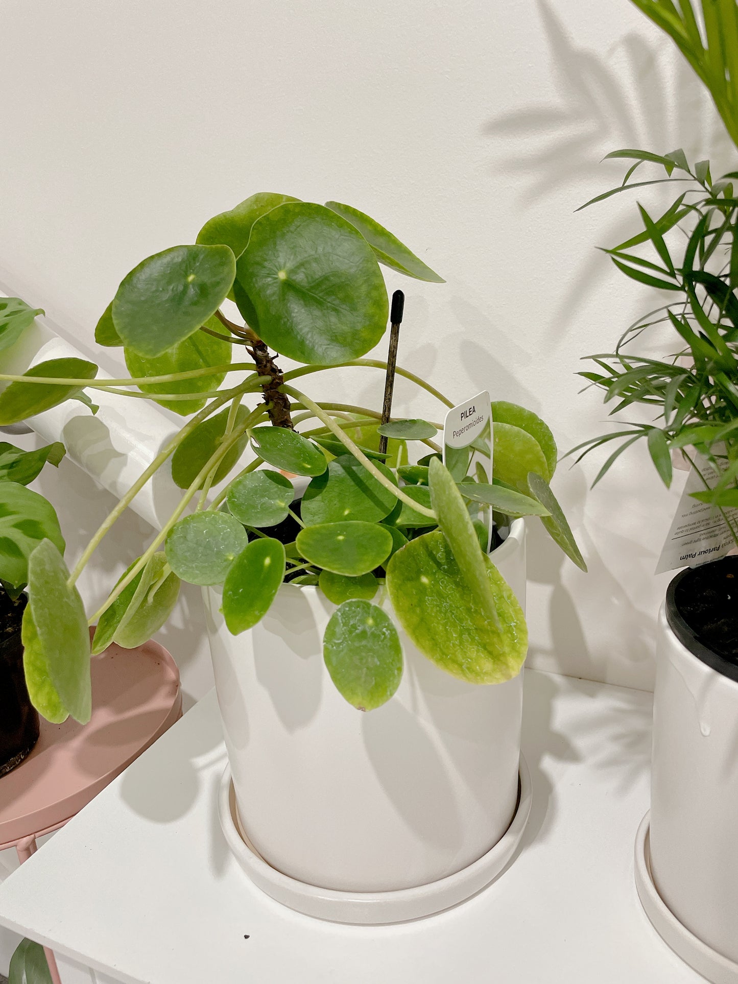 Chinese Money Plant Pilea peperomioides multi stems easy care indoor plant with white ceramic pot