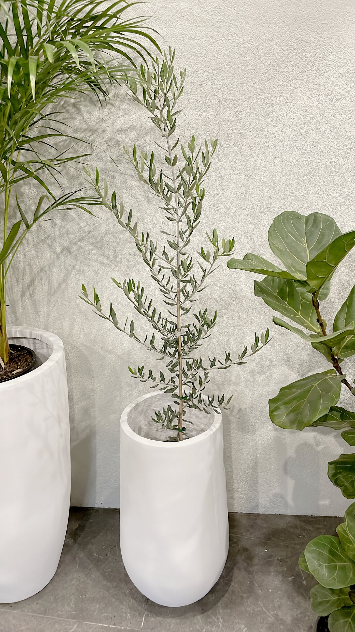 Silver olive tree ‘swan hill’ olea europaea indoor/outdoor plant with white fiberclay pot planter