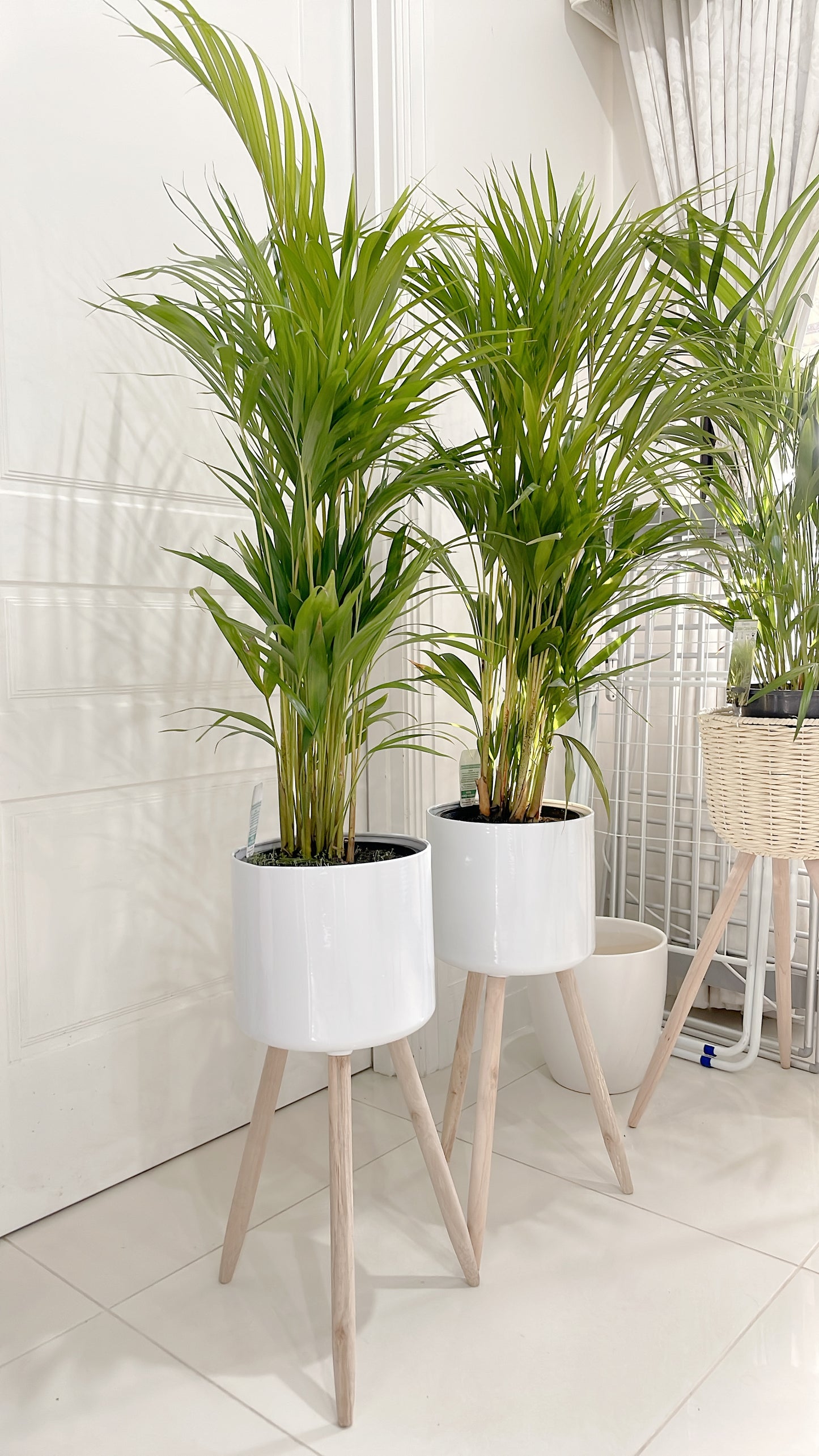 $85.99 each 1.3m tall golden cane palm indoor plant with white metal planter pot tripod wooden legs