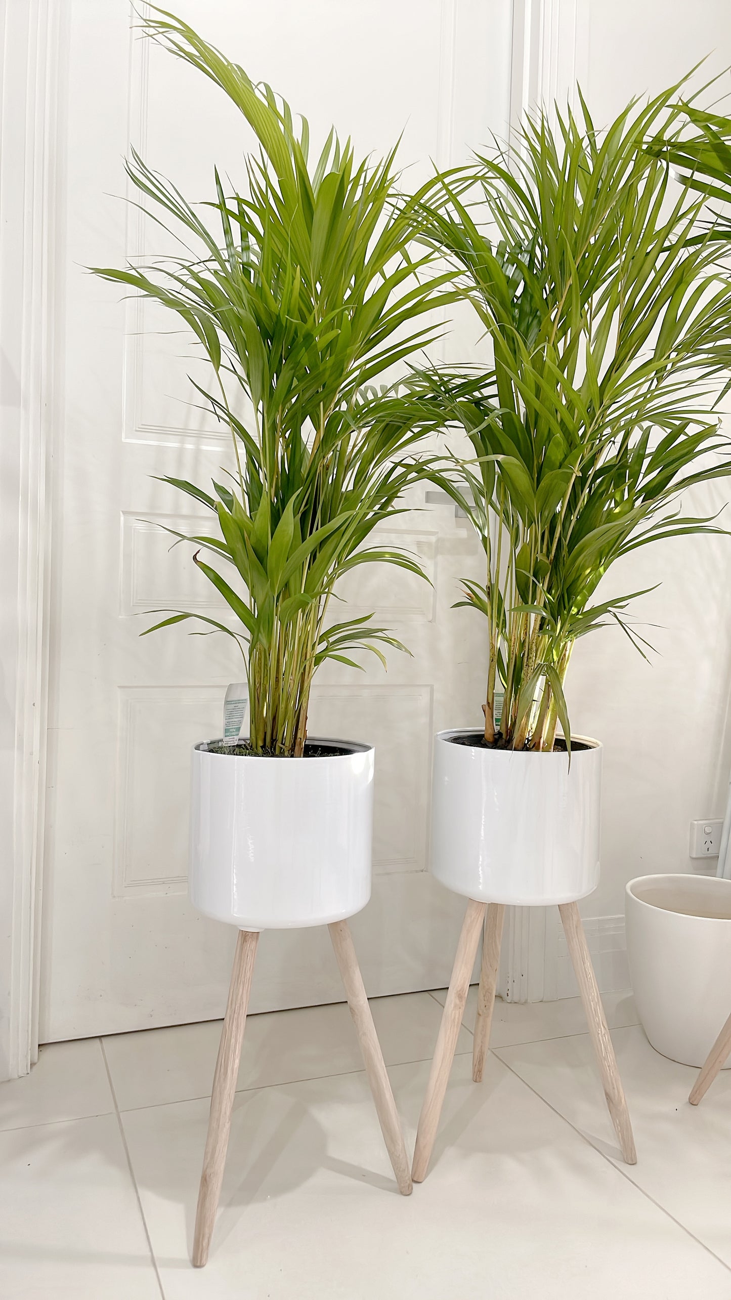 $85.99 each 1.3m tall golden cane palm indoor plant with white metal planter pot tripod wooden legs