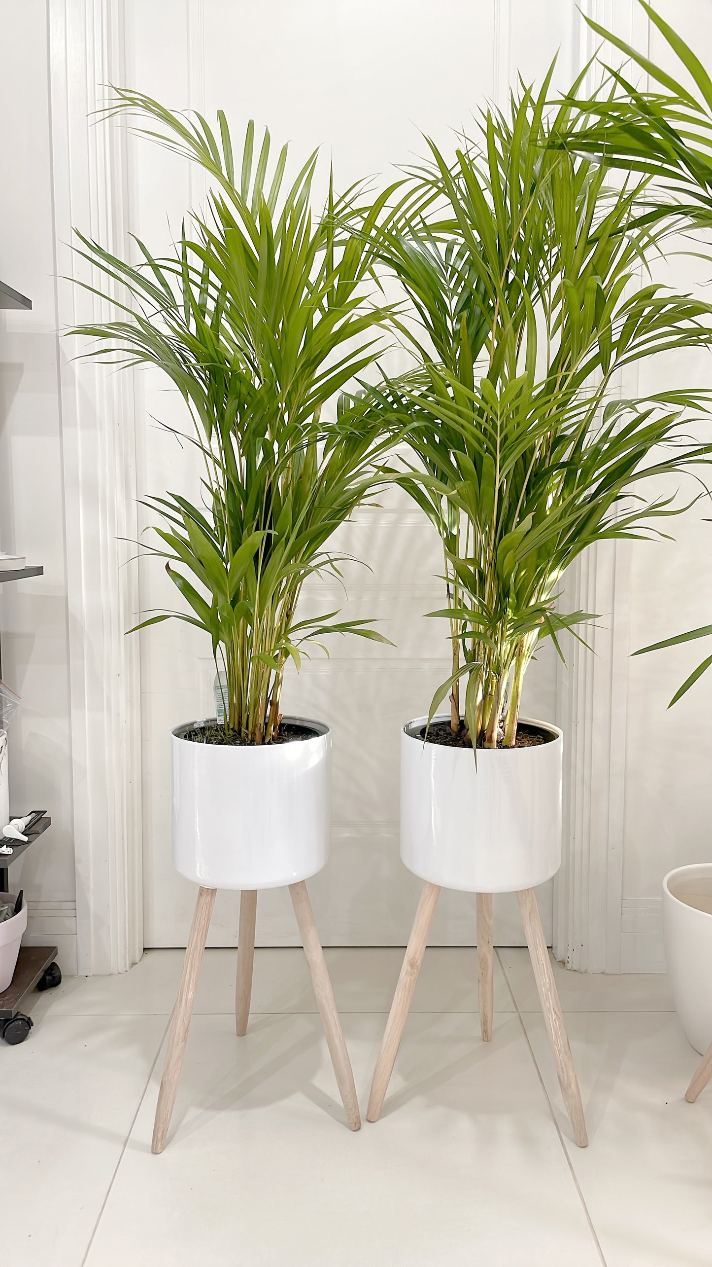 $85.99 each 1.3m tall golden cane palm indoor plant with white metal planter pot tripod wooden legs