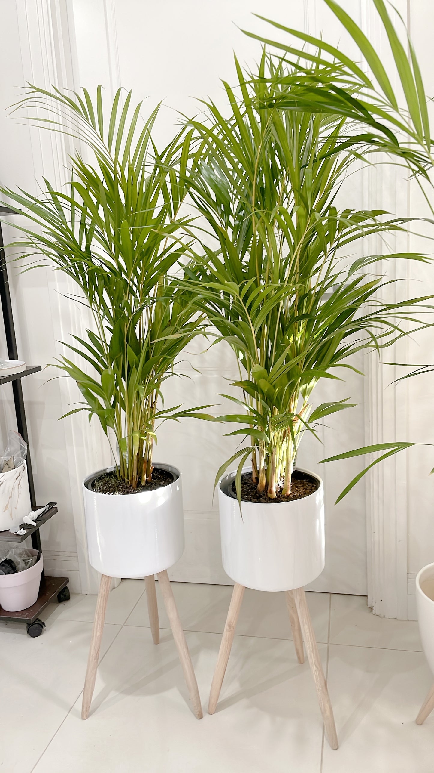 $85.99 each 1.3m tall golden cane palm indoor plant with white metal planter pot tripod wooden legs