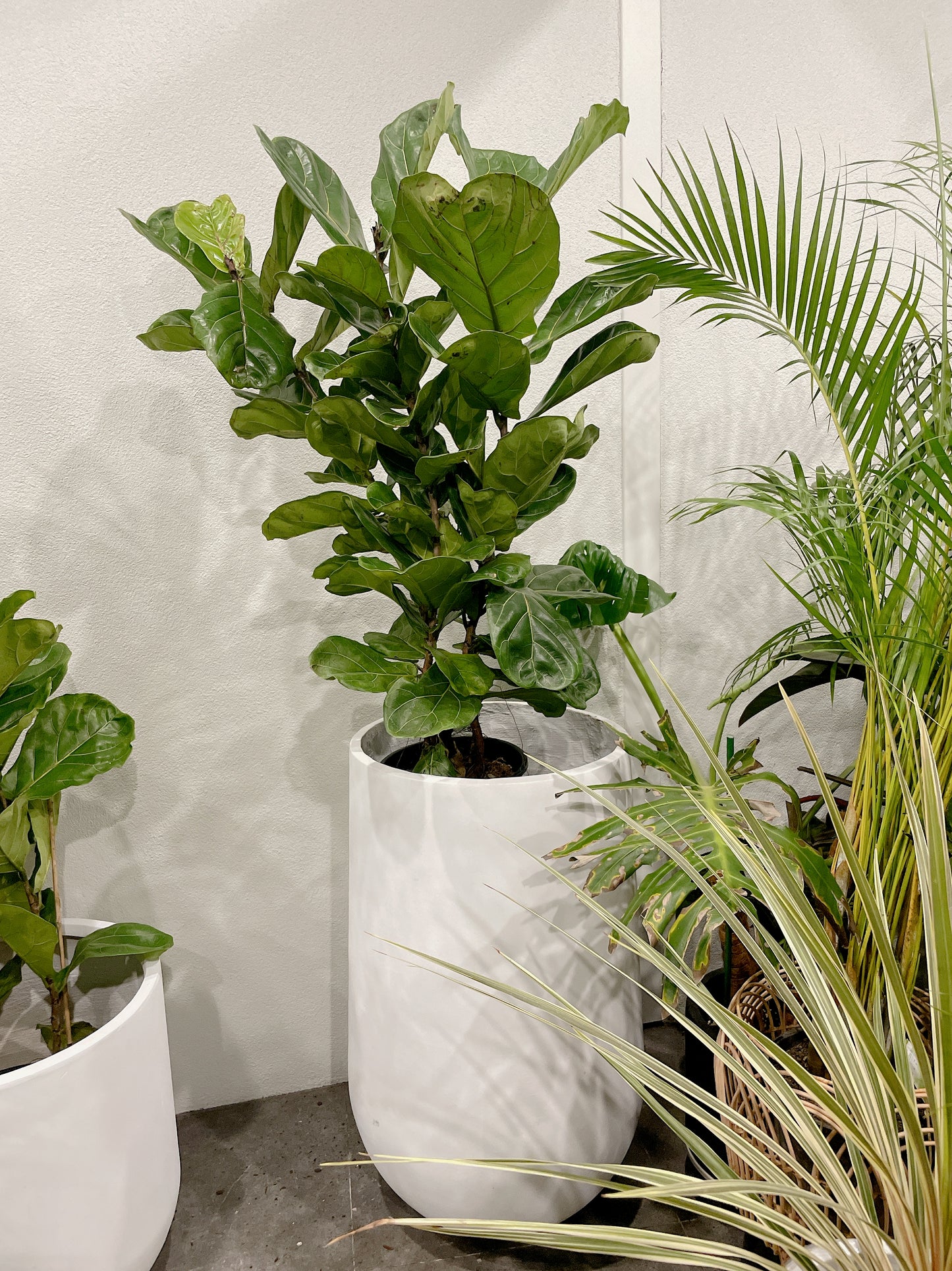 Huge ficus fiddle leaf indoor plant with jumbo 500x900mm white heavy cement&fiberclay pot delivery