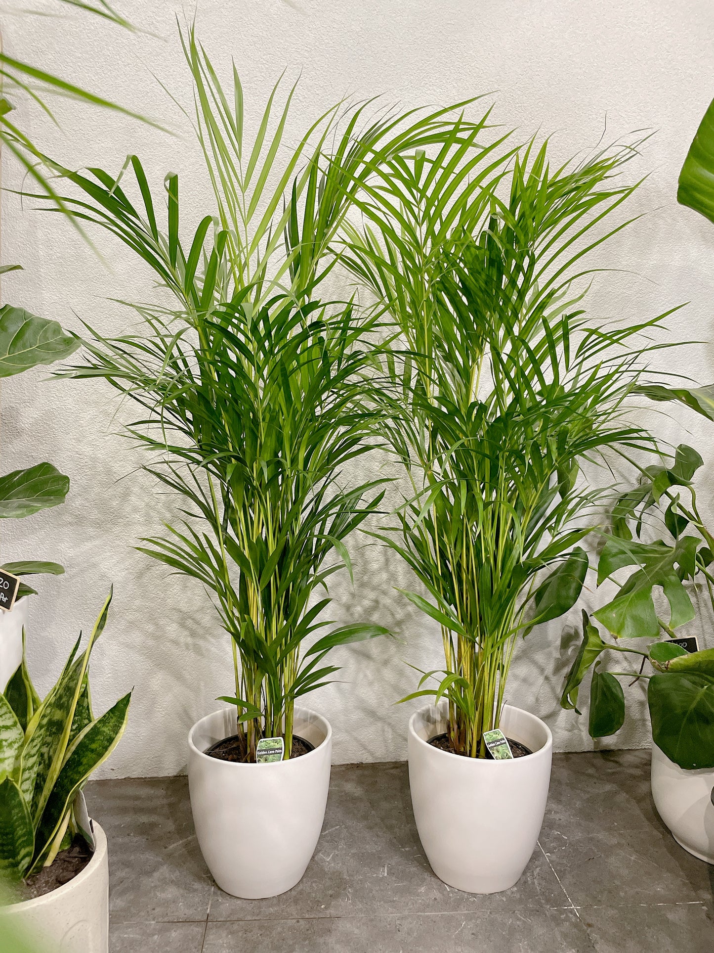 1.2m tall golden cane palm with 25cm white ceramic pot delivery available