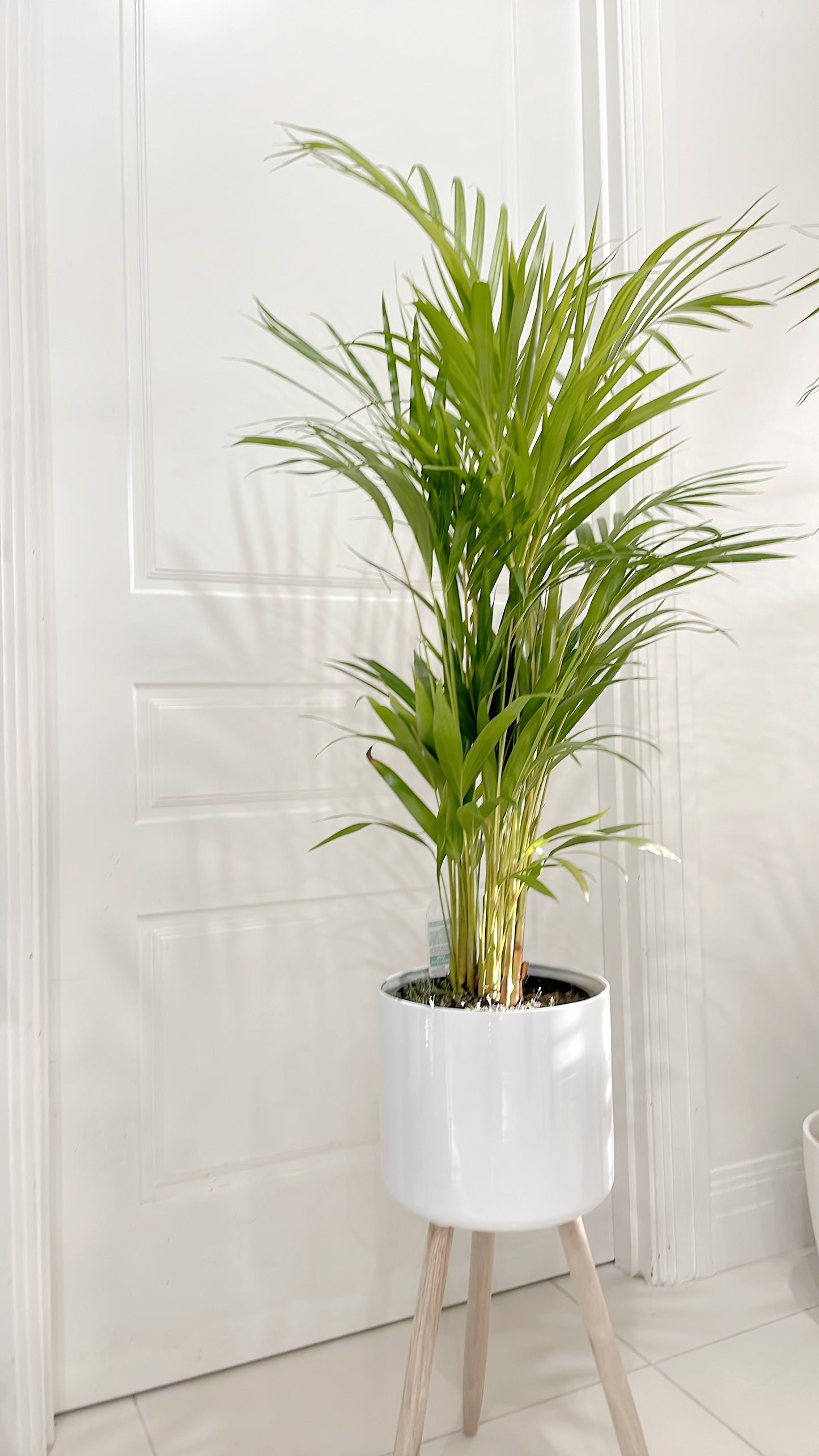 $85.99 each 1.3m tall golden cane palm indoor plant with white metal planter pot tripod wooden legs