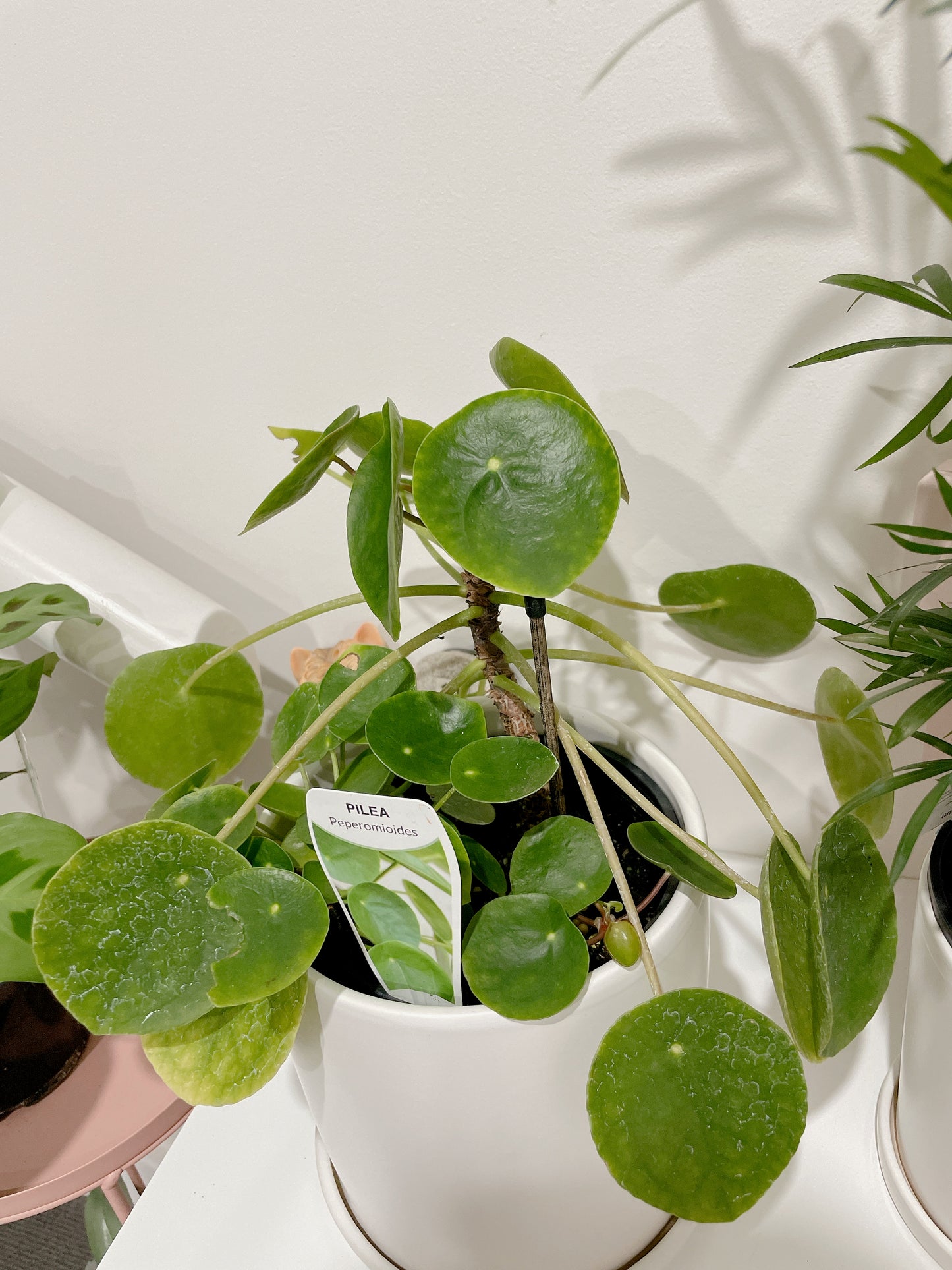 Chinese Money Plant Pilea peperomioides multi stems easy care indoor plant with white ceramic pot