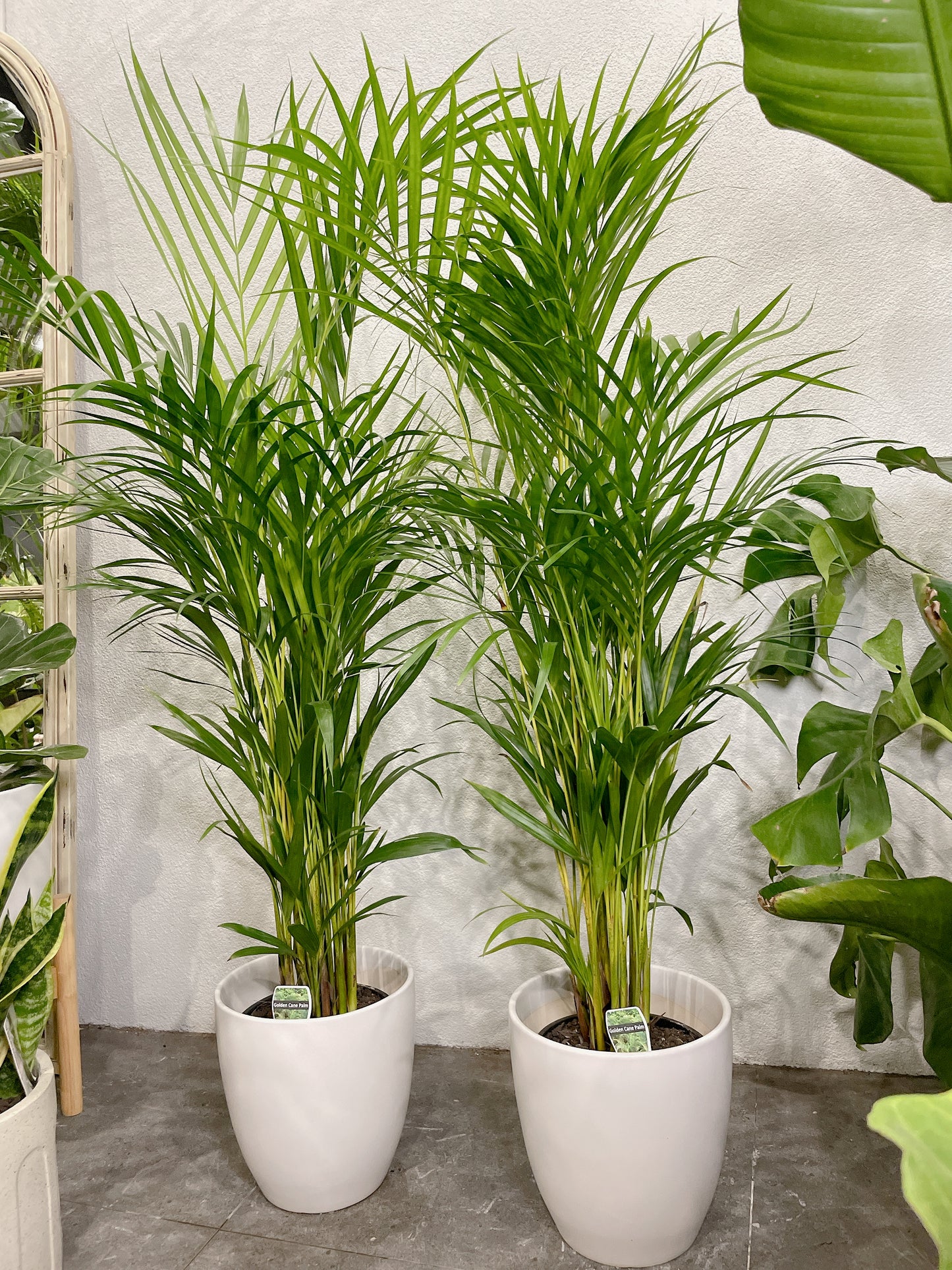 1.2m tall golden cane palm with 25cm white ceramic pot delivery available