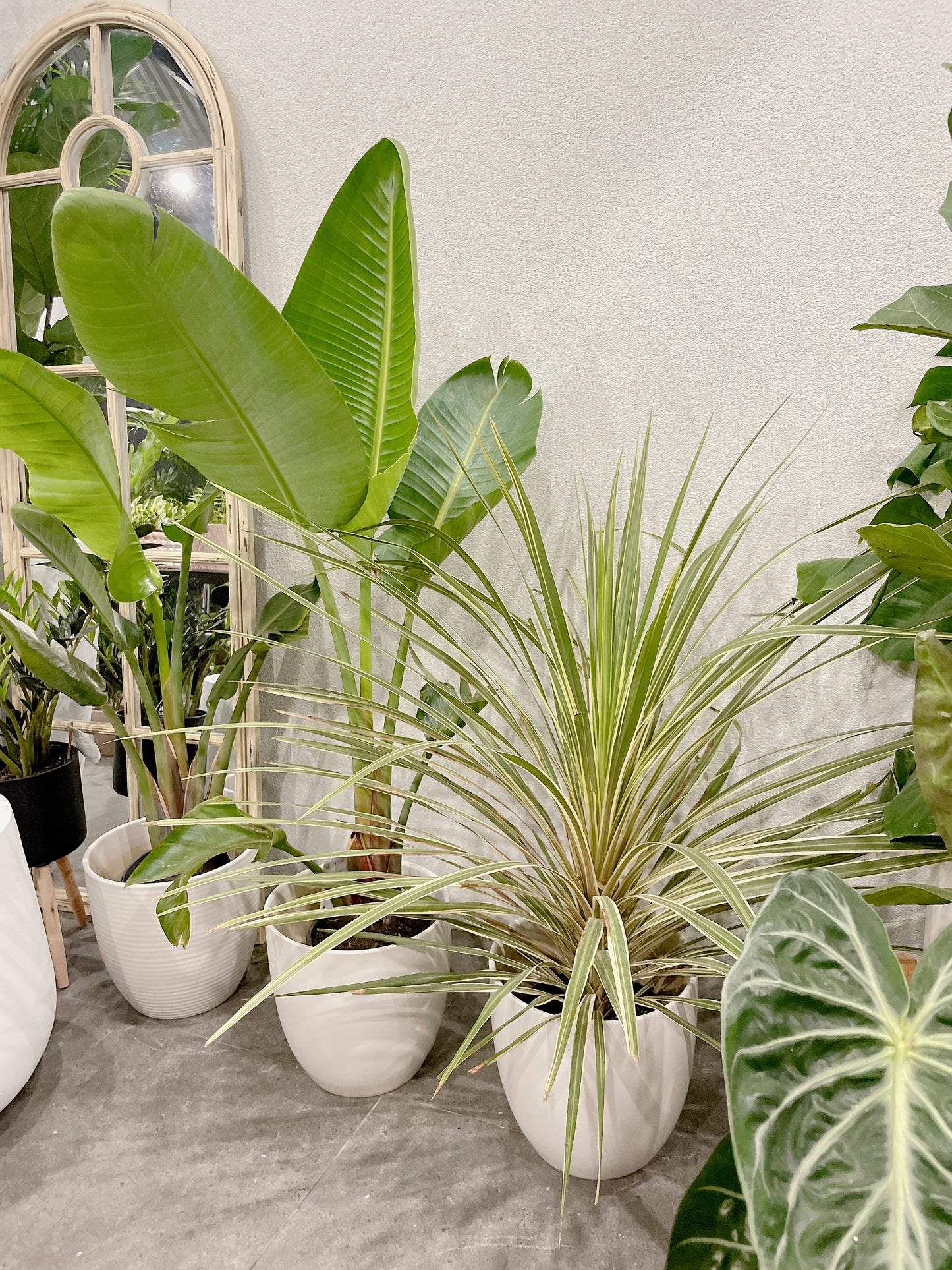 bundle🪴giant birds of paradise+CORDYLINE AUSTRALIS ‘ALBERTII’ GRASS palm+2x30cm white ceramic pots