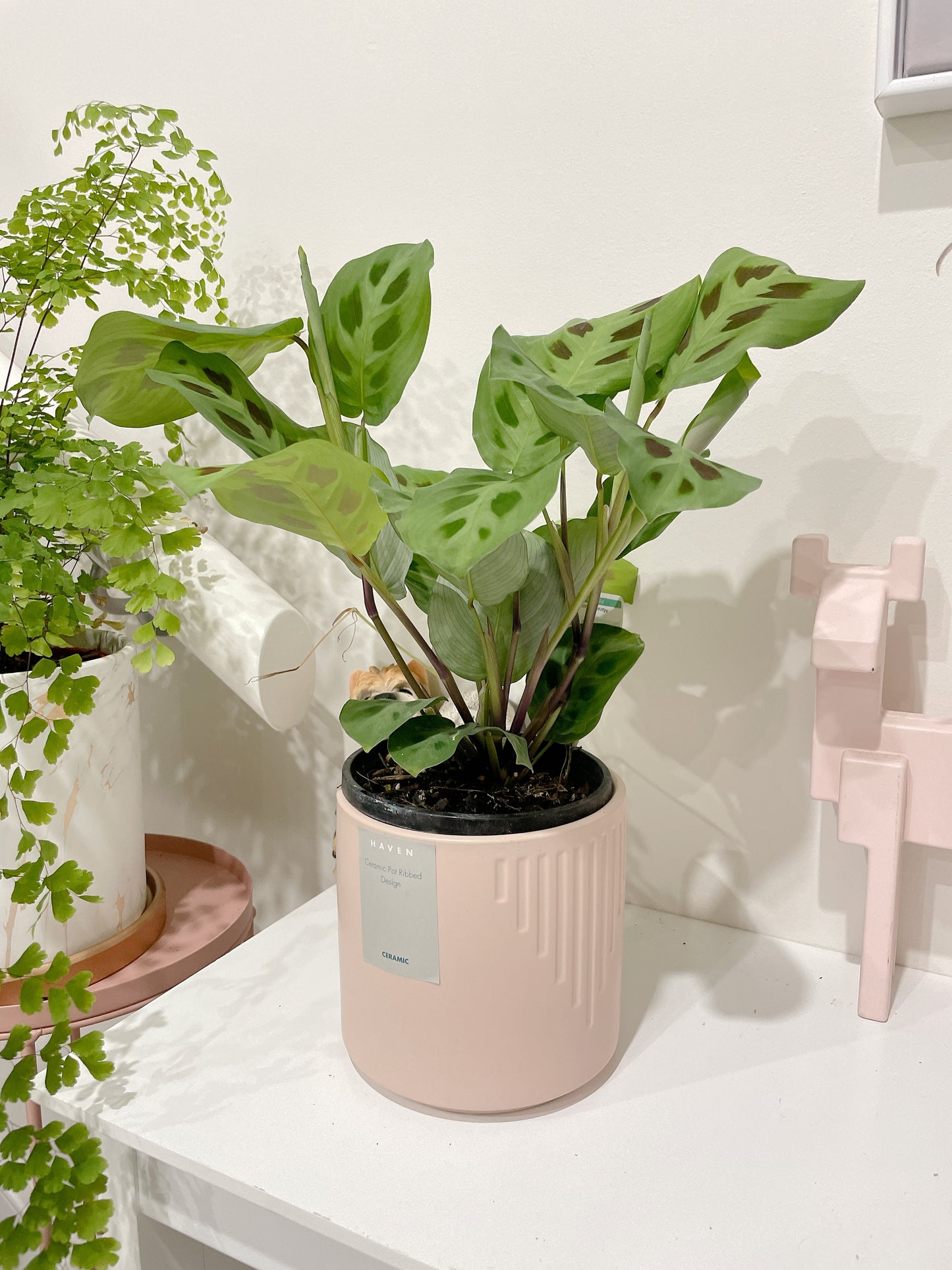 Calathea MARANTA LEUCONEURA ‘KERCHOVEANA’ prayer plant with pink decorative pot