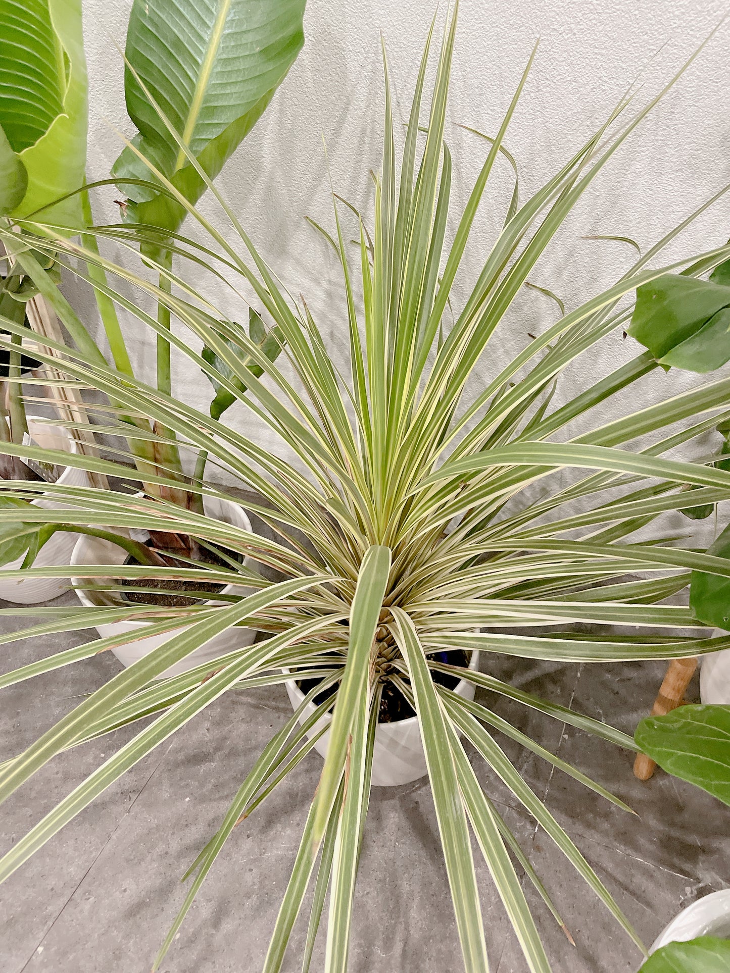 bundle🪴giant birds of paradise+CORDYLINE AUSTRALIS ‘ALBERTII’ GRASS palm+2x30cm white ceramic pots