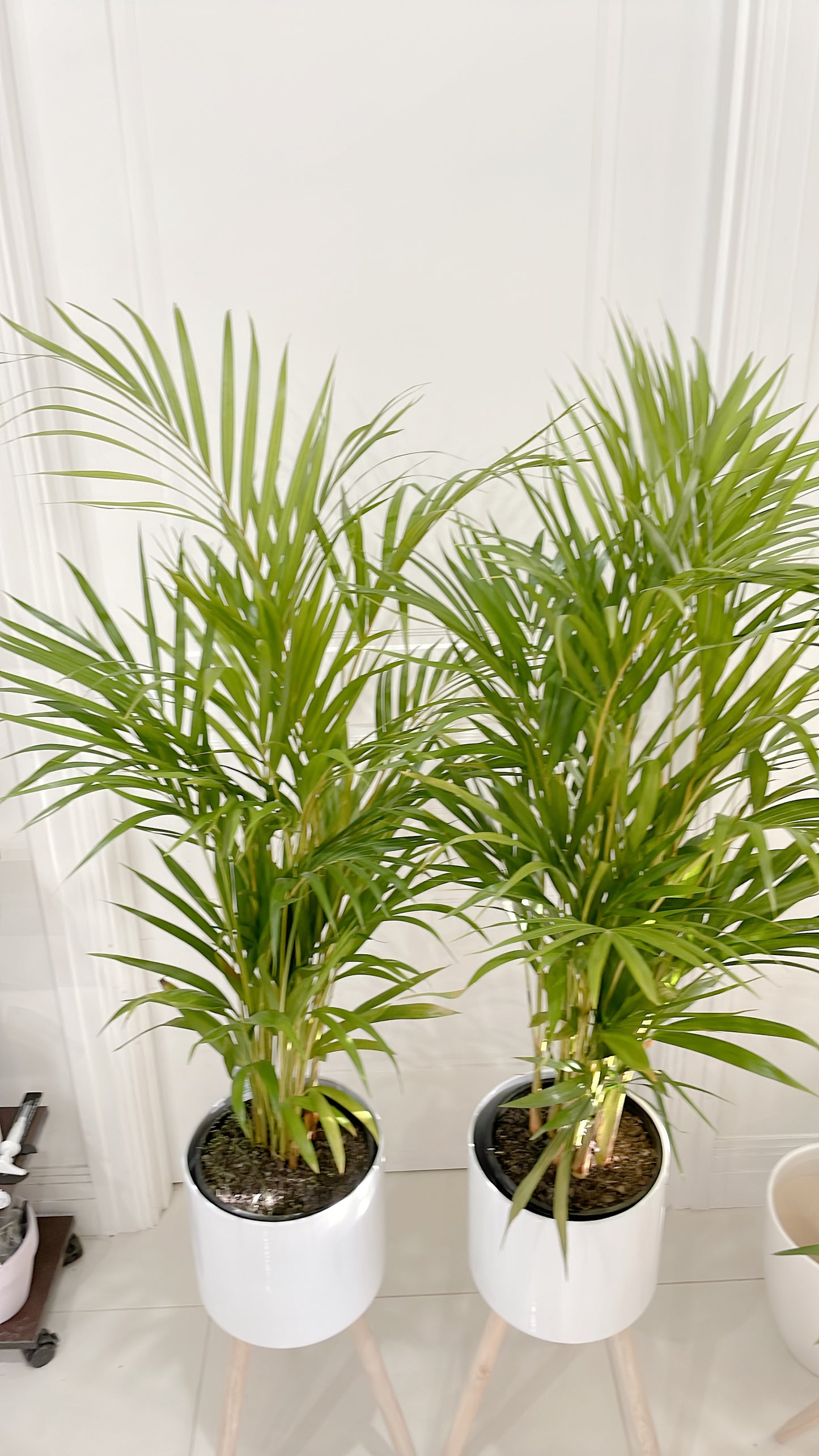 $85.99 each 1.3m tall golden cane palm indoor plant with white metal planter pot tripod wooden legs