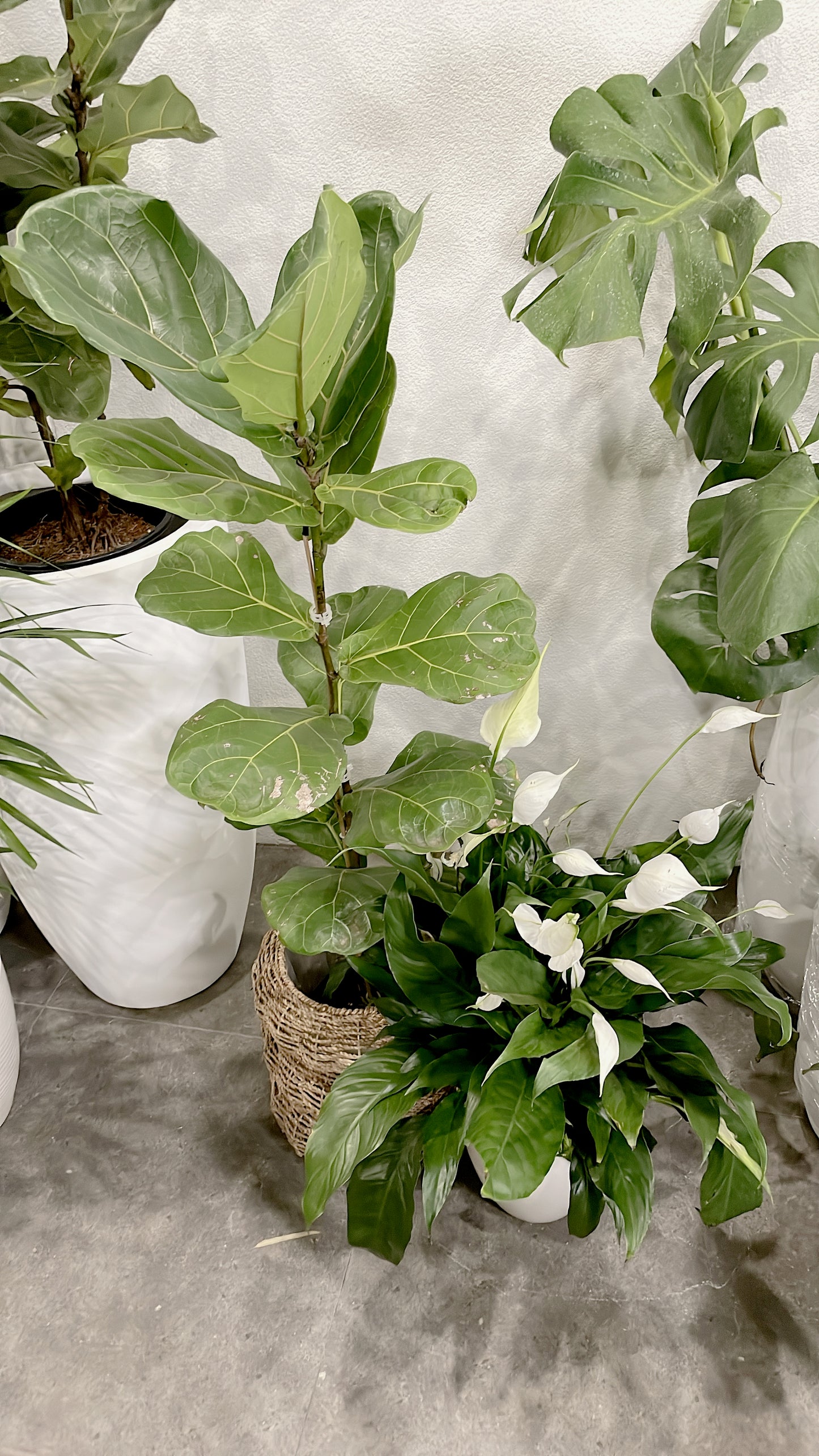 1.4m tall ficus fiddle leaf+bushy flowering peace lily +rattan pot planter delivery available