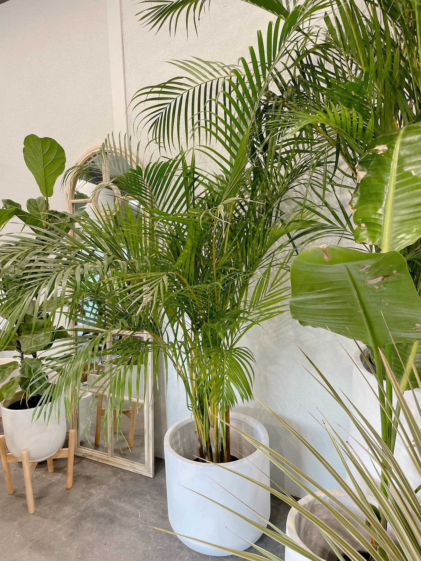 Huge golden cane palm indoor plant with 450mm white heavy fiberclay pot delivery available