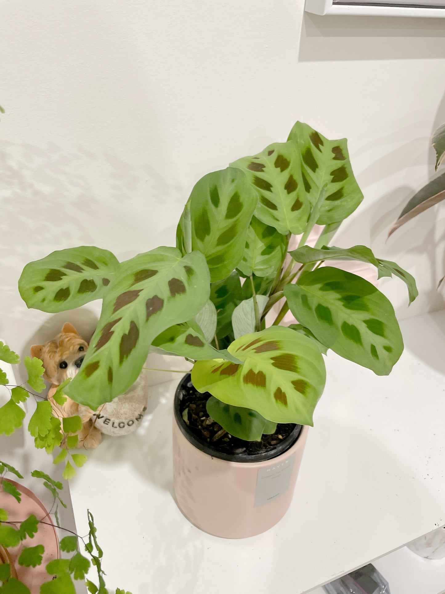Calathea MARANTA LEUCONEURA ‘KERCHOVEANA’ prayer plant with pink decorative pot