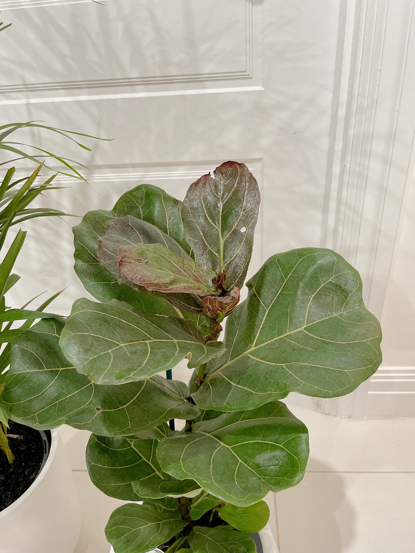 bundle🪴golden cane palm ficus fiddle leaf begonia red silver white+white ceramic pots