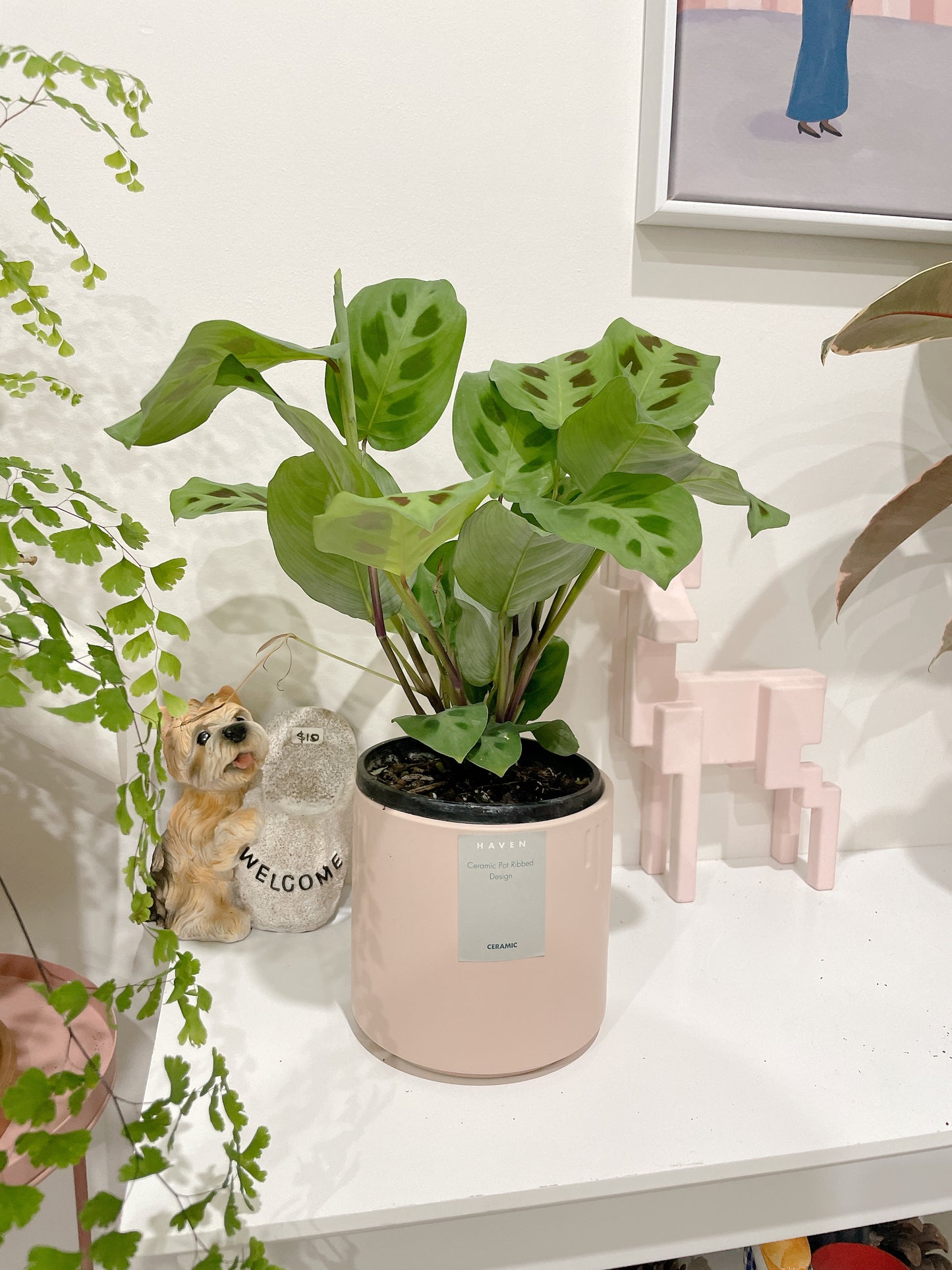 Calathea MARANTA LEUCONEURA ‘KERCHOVEANA’ prayer plant with pink decorative pot