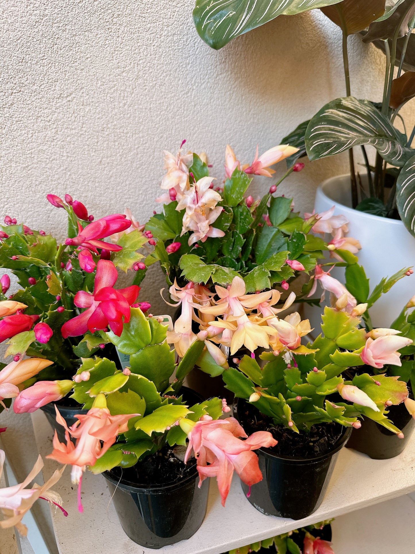 Flowering zygocatus Christmas flower assorted hanging plant Thor freya Caroline white price from $10