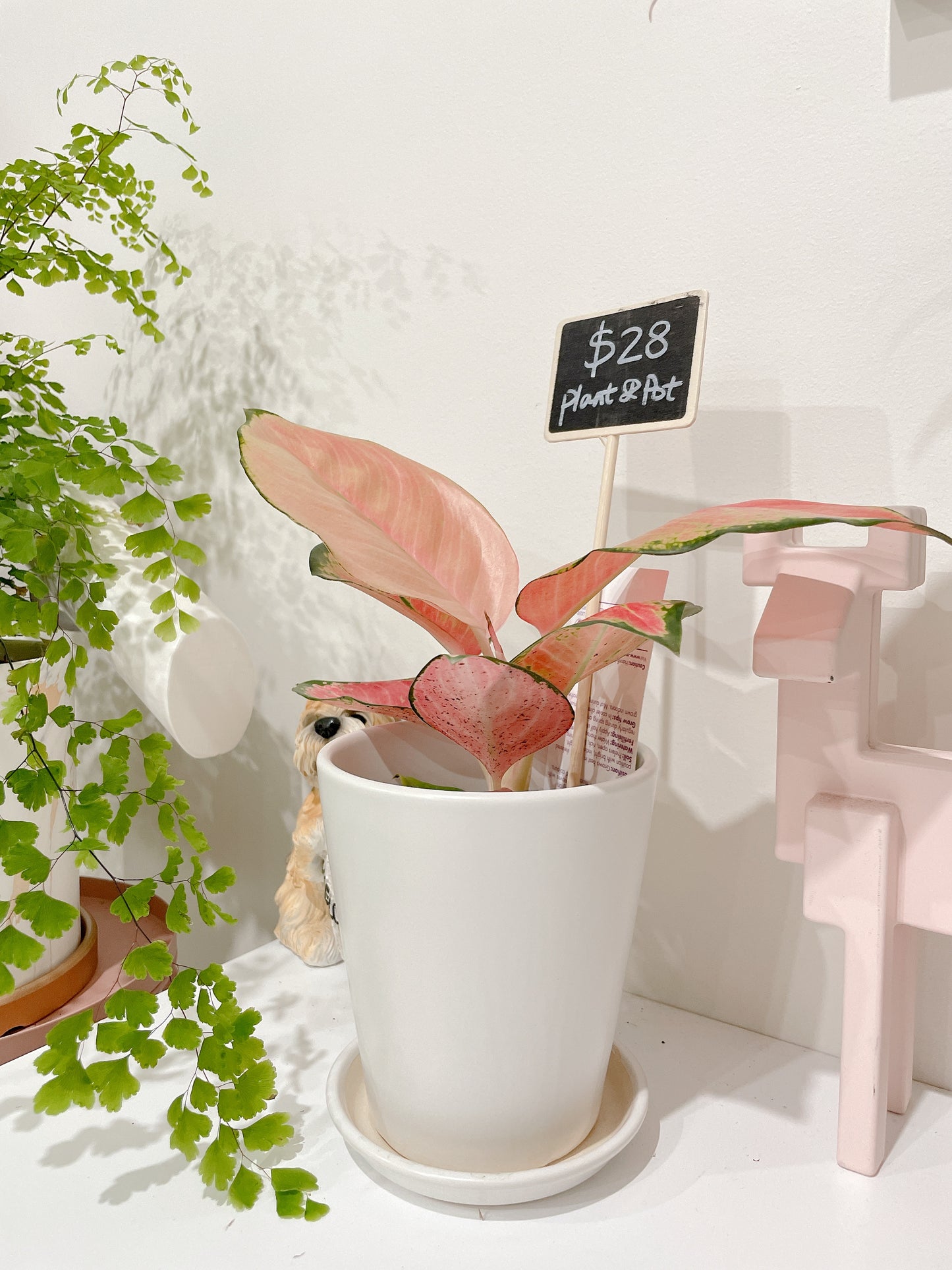 Aglaonema Red valentine pink leaf plant indoor foliage white ceramic pot saucer delivery available