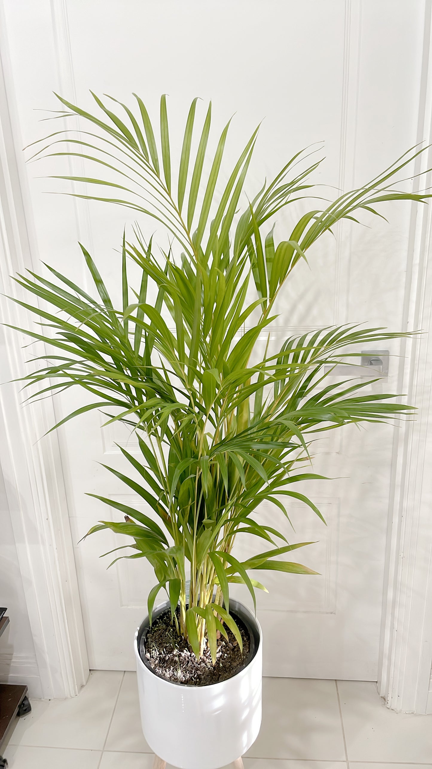$85.99 each 1.3m tall golden cane palm indoor plant with white metal planter pot tripod wooden legs