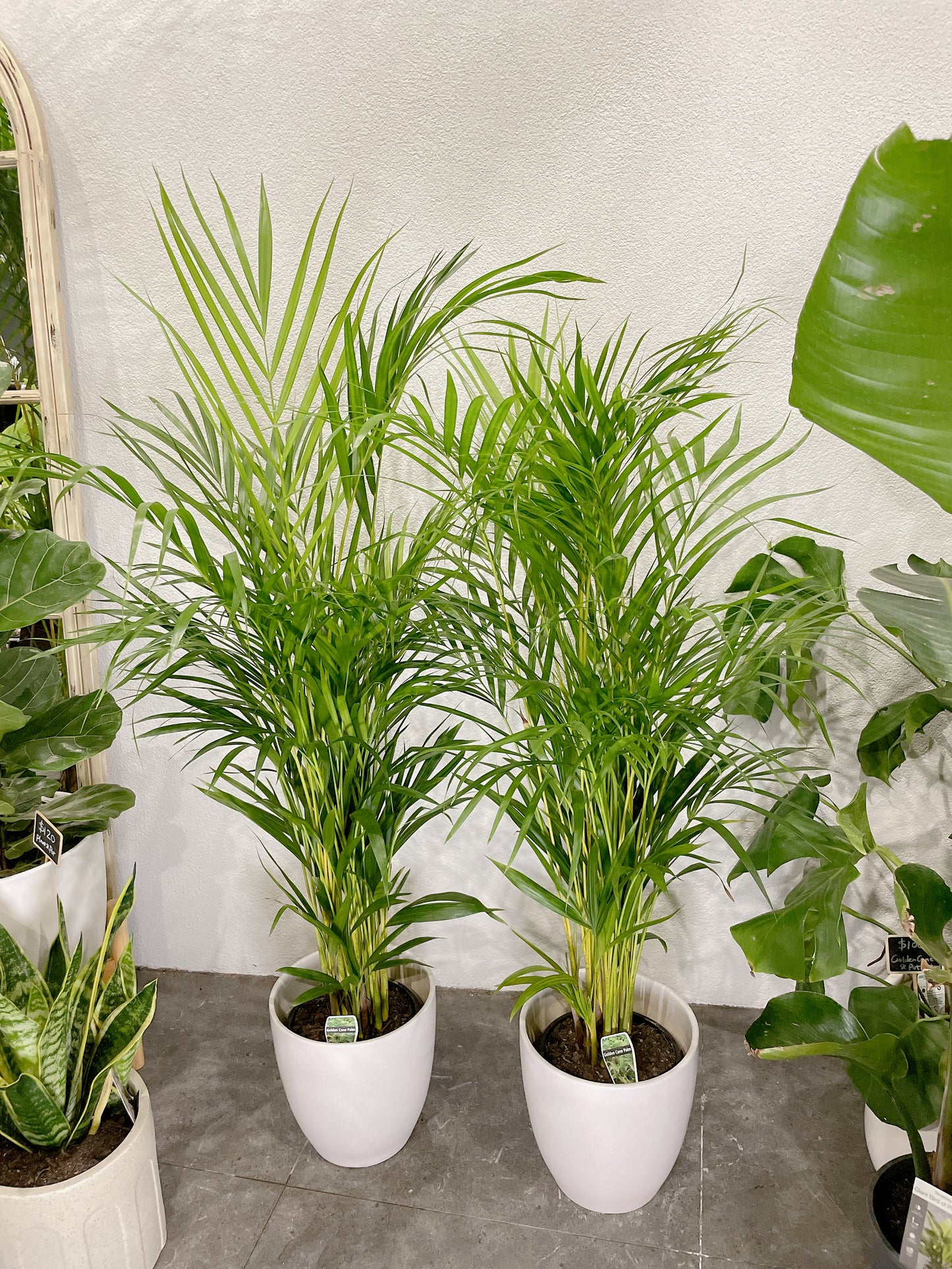 1.2m tall golden cane palm with 25cm white ceramic pot delivery available