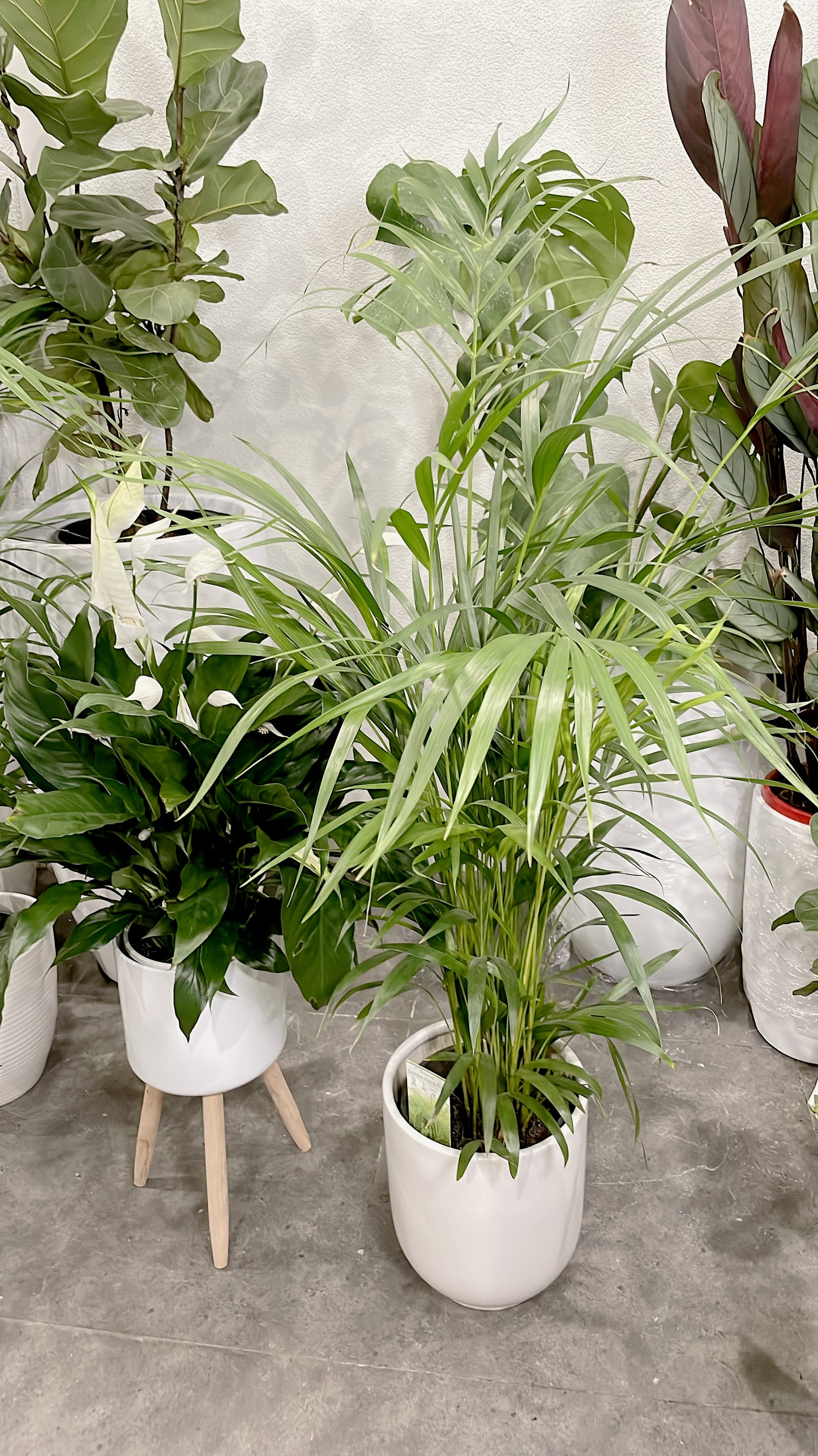 1.2m tall golden cane palm+flowering peace lily bushy indoor plants+metal planter ceramic pot