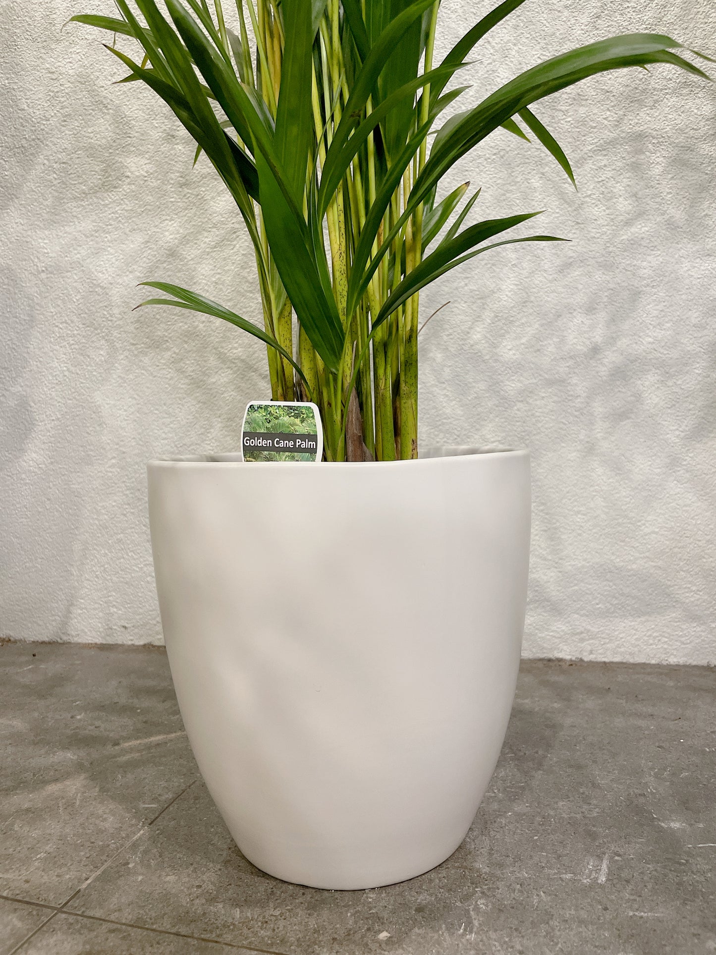 1.2m tall golden cane palm with 25cm white ceramic pot delivery available