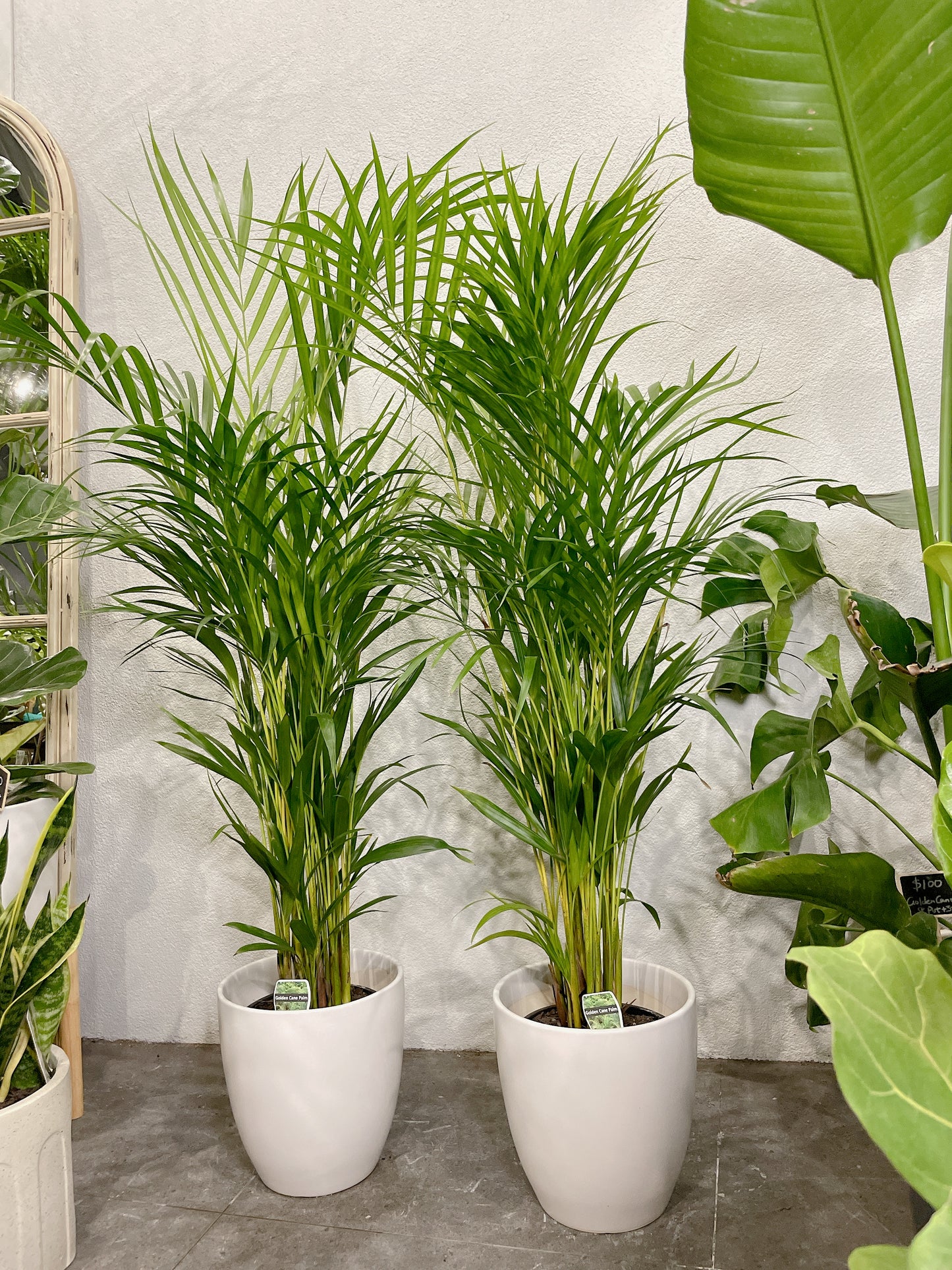 1.2m tall golden cane palm with 25cm white ceramic pot delivery available