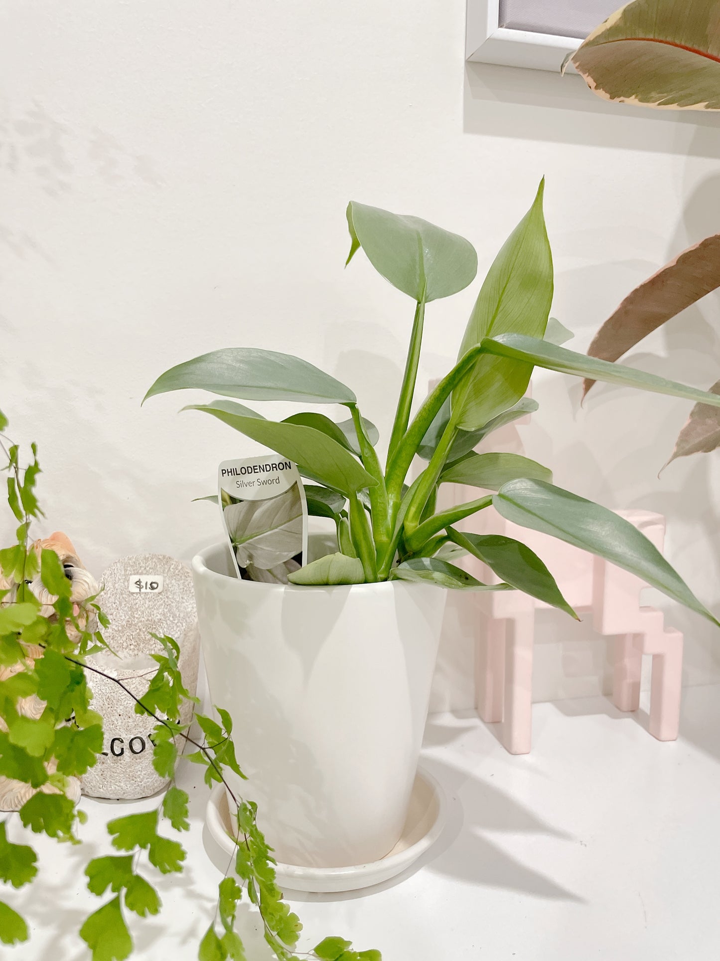 Philodendron silver sword indoor plant with 12cm white ceramic pot and saucer delivery available