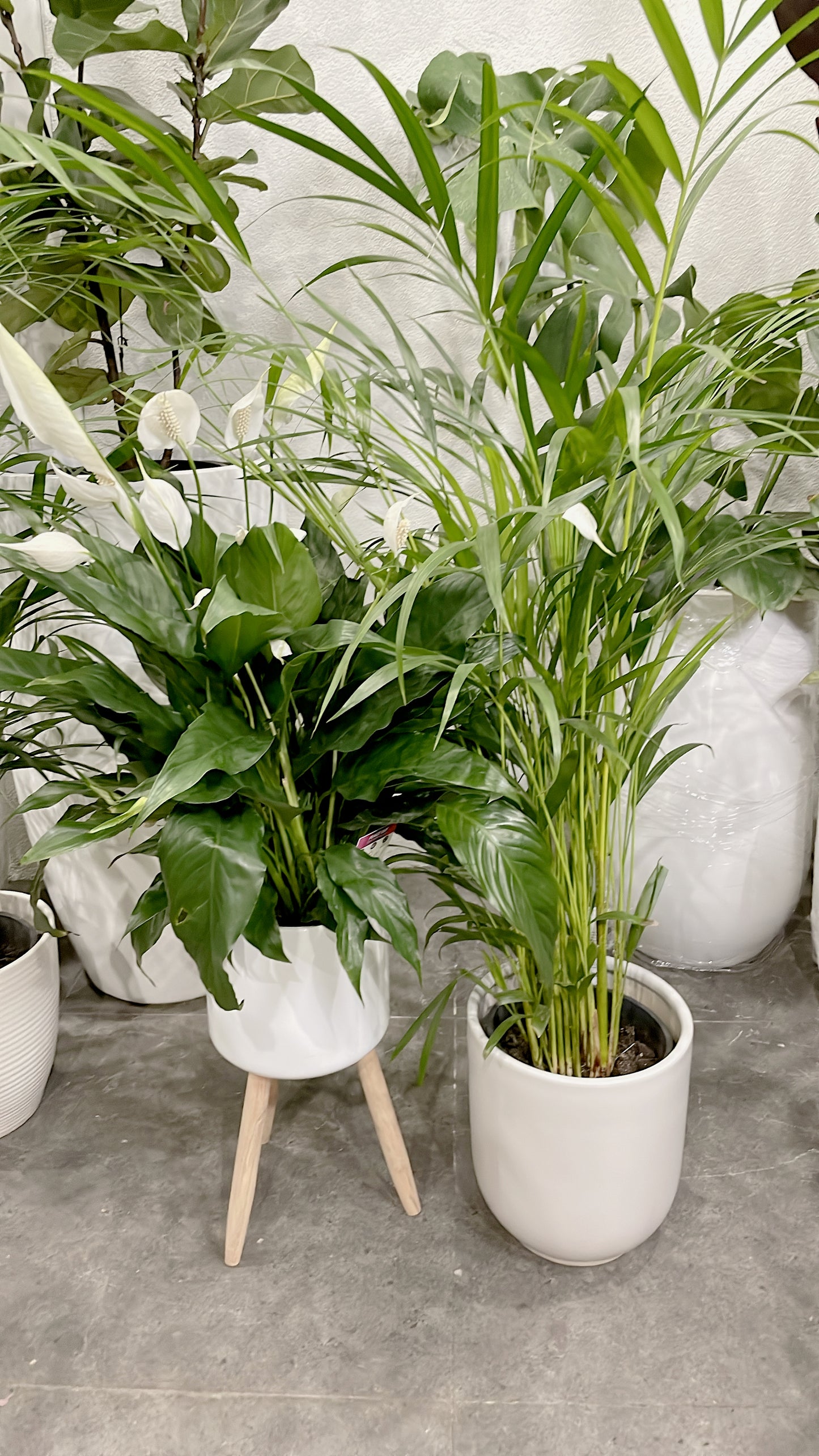 1.2m tall golden cane palm+flowering peace lily bushy indoor plants+metal planter ceramic pot