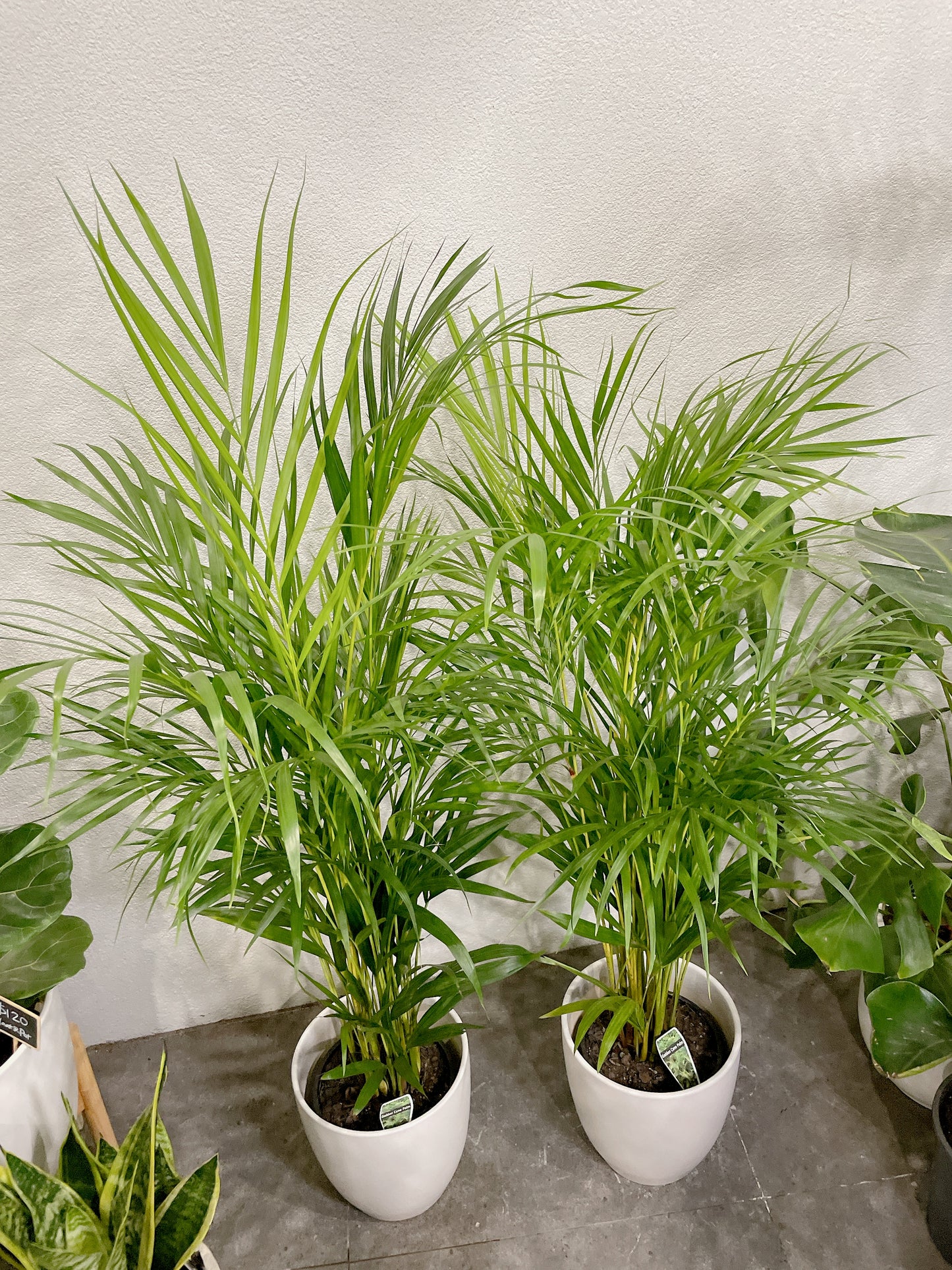 1.2m tall golden cane palm with 25cm white ceramic pot delivery available