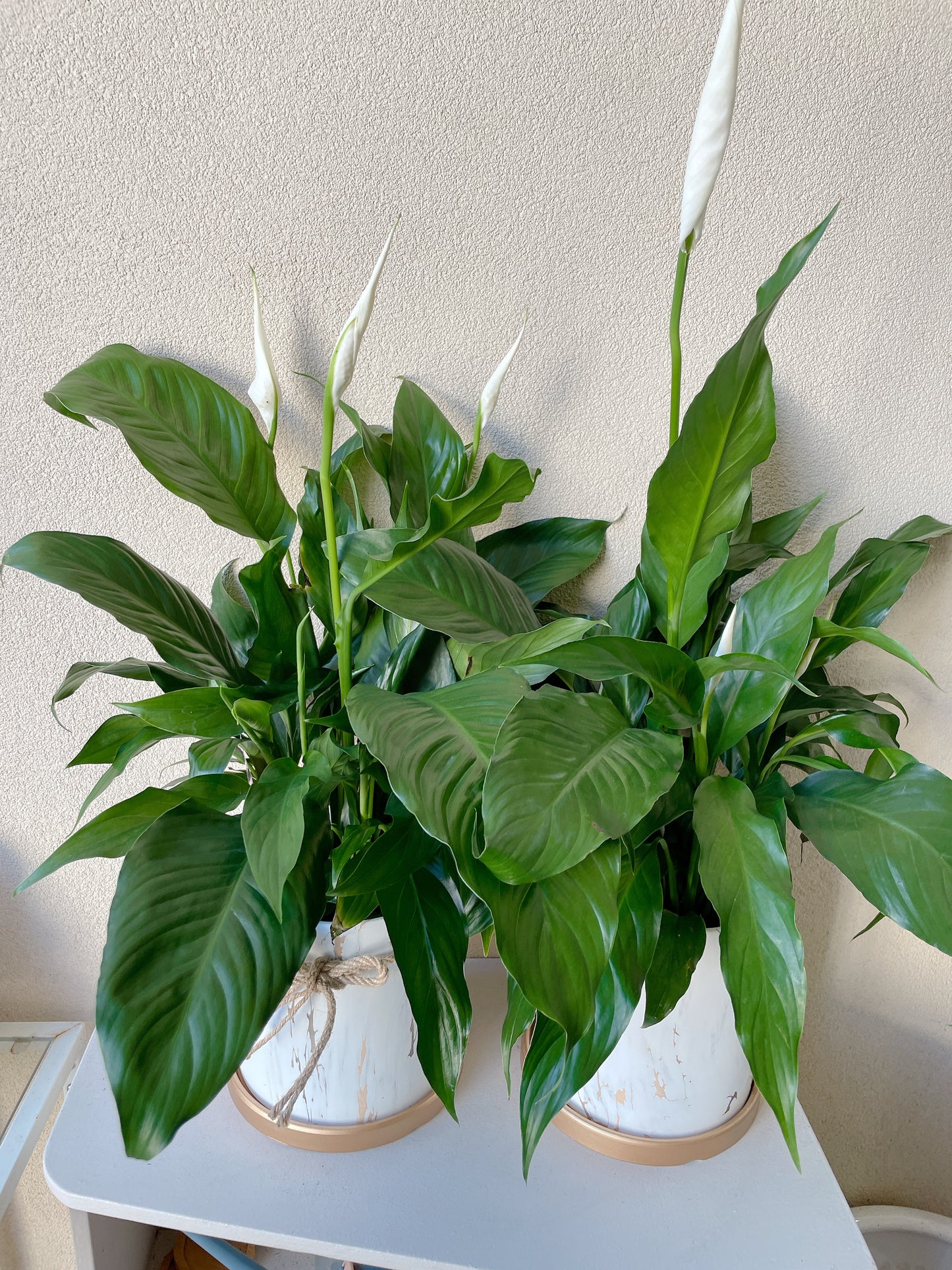 Flowering peace lily flower plant+golden marble veins ceramic pot saucer Christmas gift $45 each