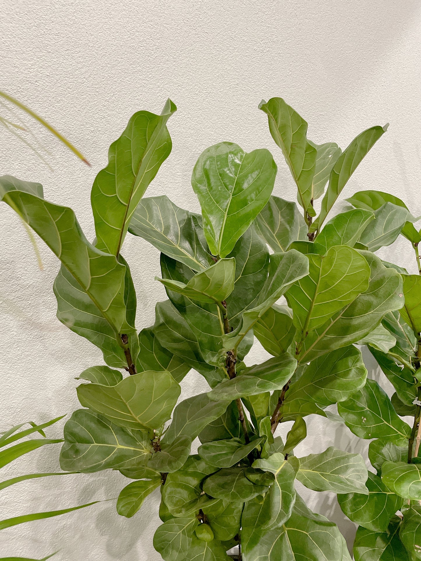 multi-stem ficus fiddle leaf lyrata with 34x60cm lightweight fiberclay white pot delivery available