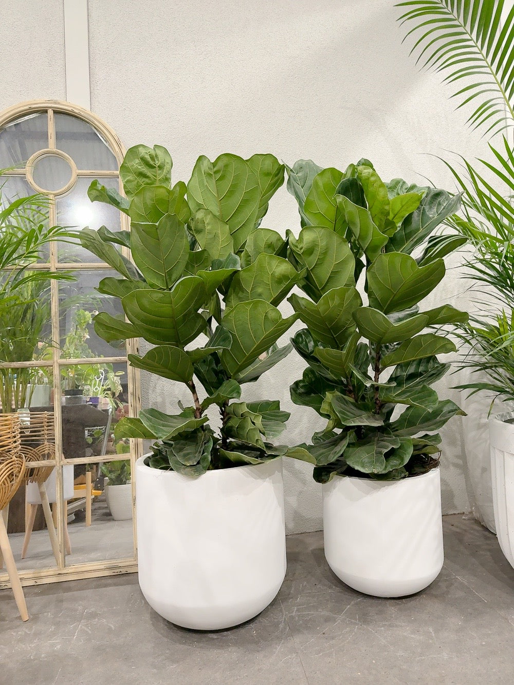 Ficus fiddle 🍃 real indoor plant with 370/450mm white heavy clay pot delivery available