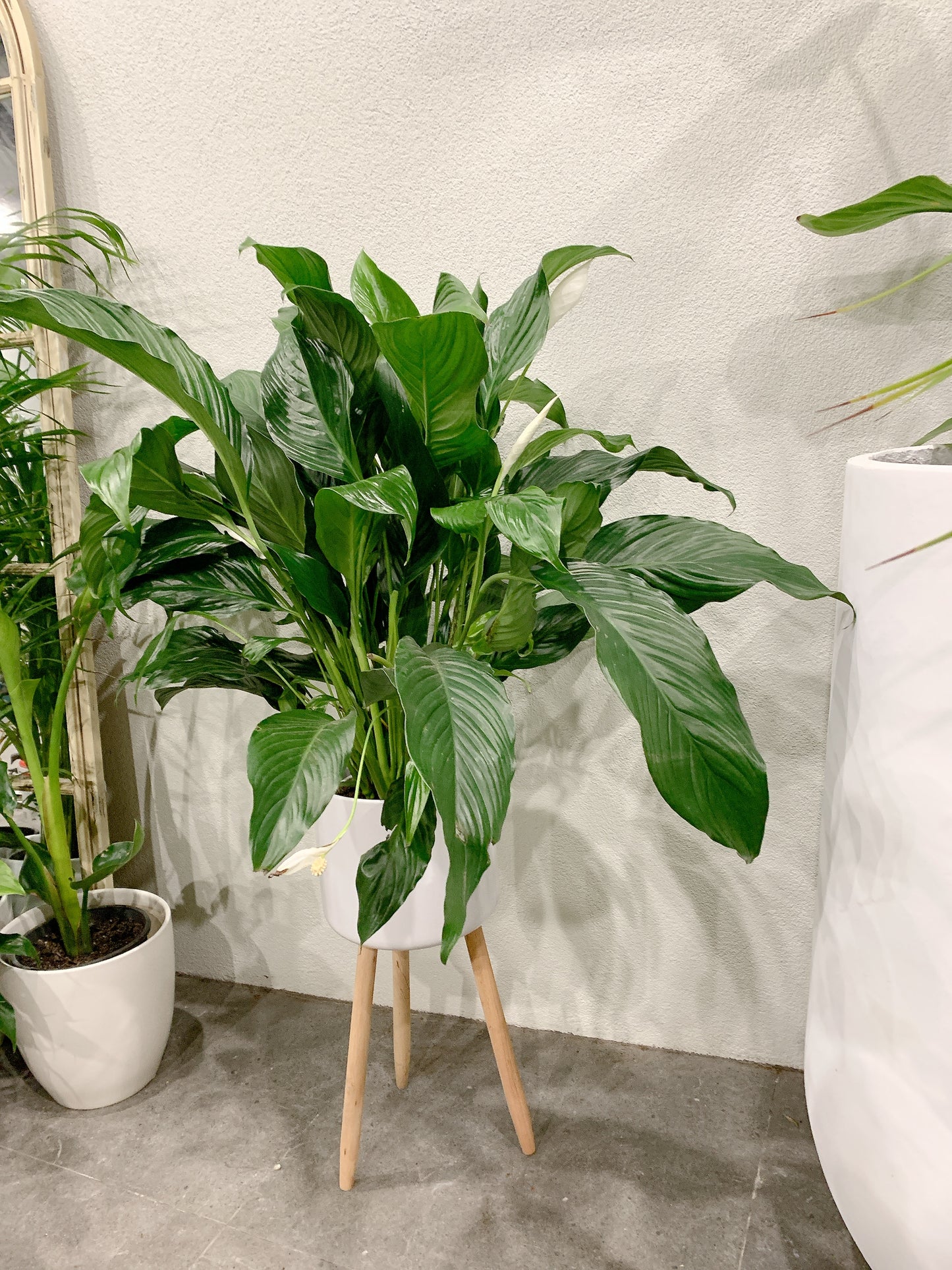 bushy big peace lily flowering with tall white metal planter tripod legs delivery available