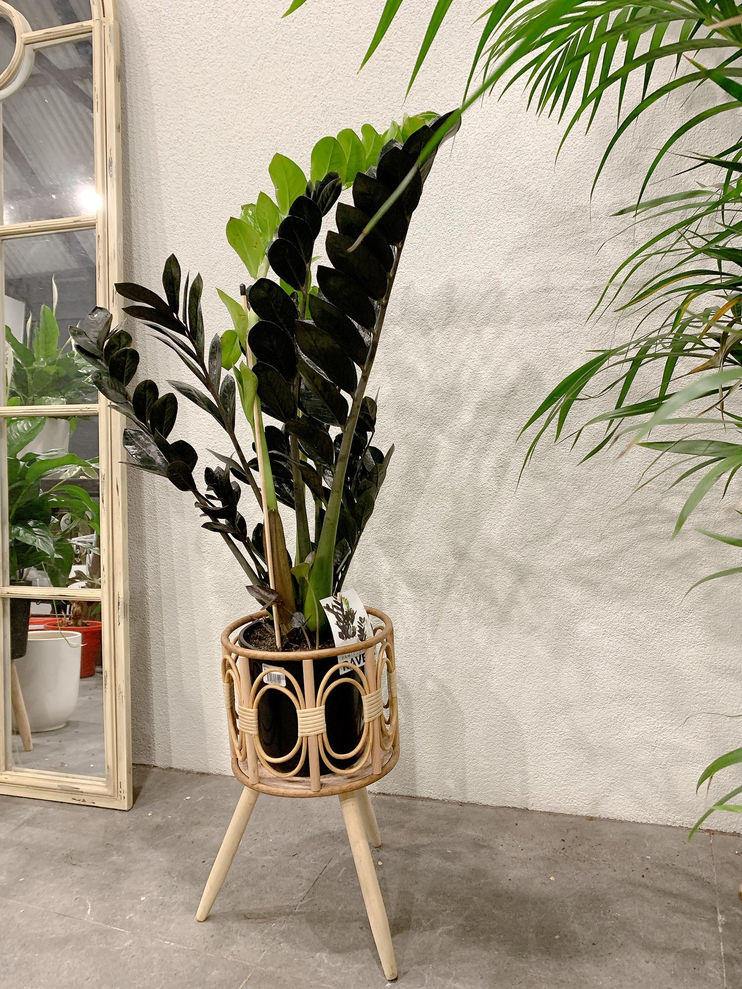 Tall dark zz plant black raven real indoor plant with rattan wooden stand tripod legs