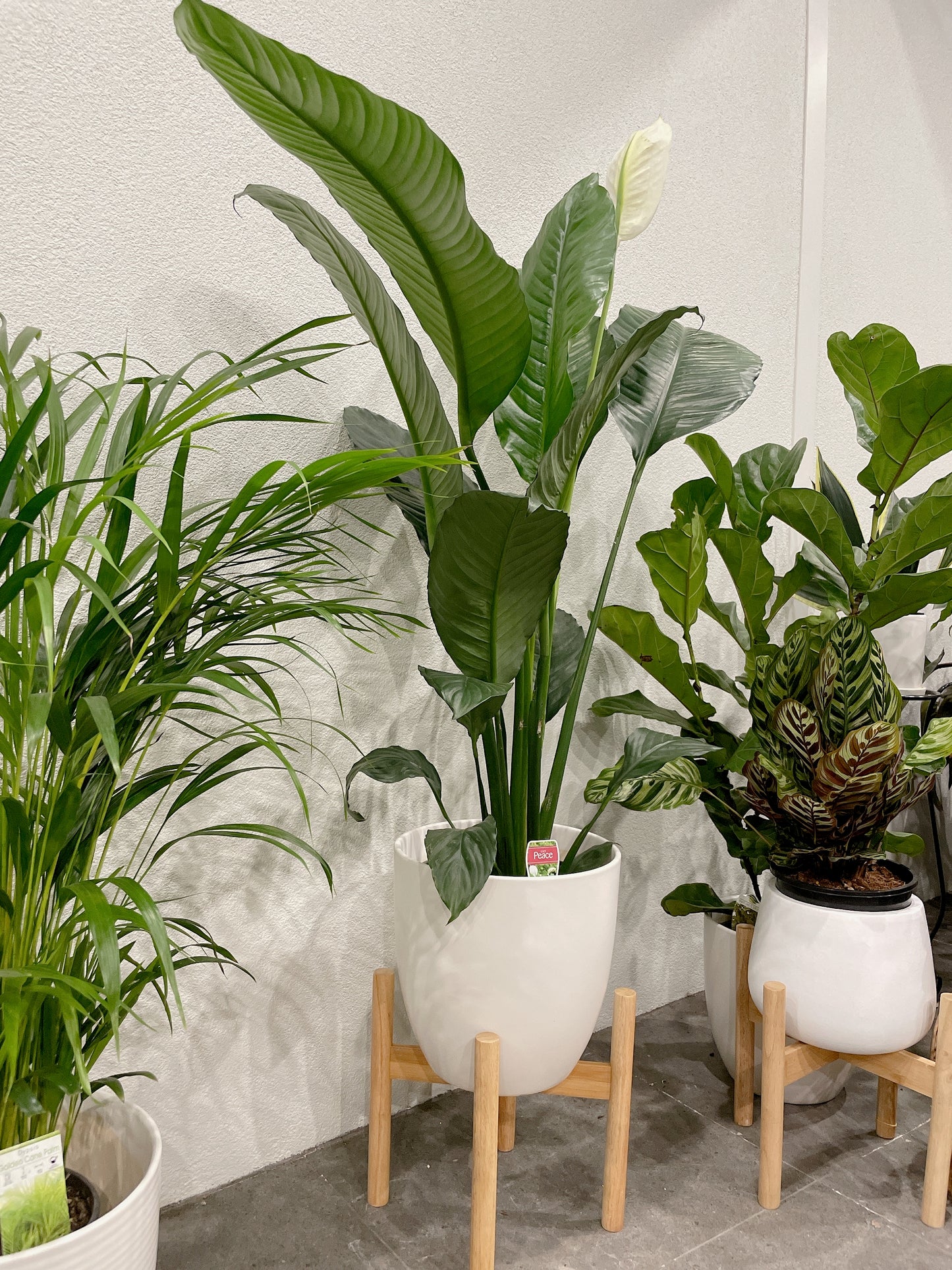 Huge giant peace lily blue moon Spathiphyllum flowering indoor plant +white decorative ceramic pot