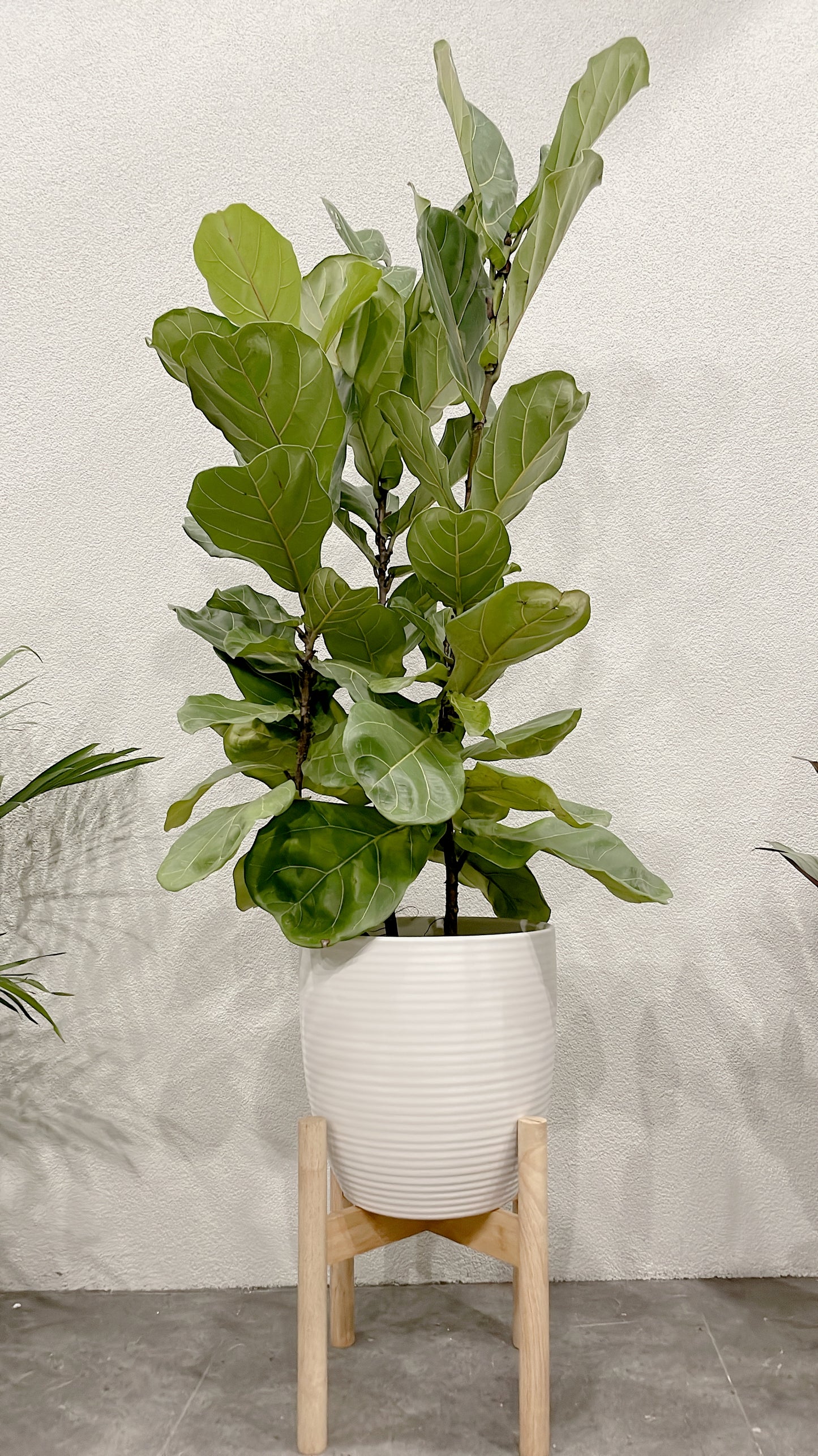 Huge ficus fiddle leaf easy care indoor plant with 30cm white ceramic pot wooden legs