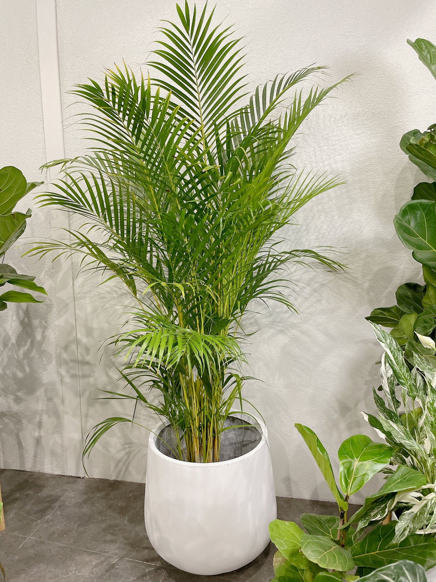 Huge plant bundle🪴 golden cane palm monstera ficus fiddle leaf lightweight fiberclay white pots@25-33-45cm
