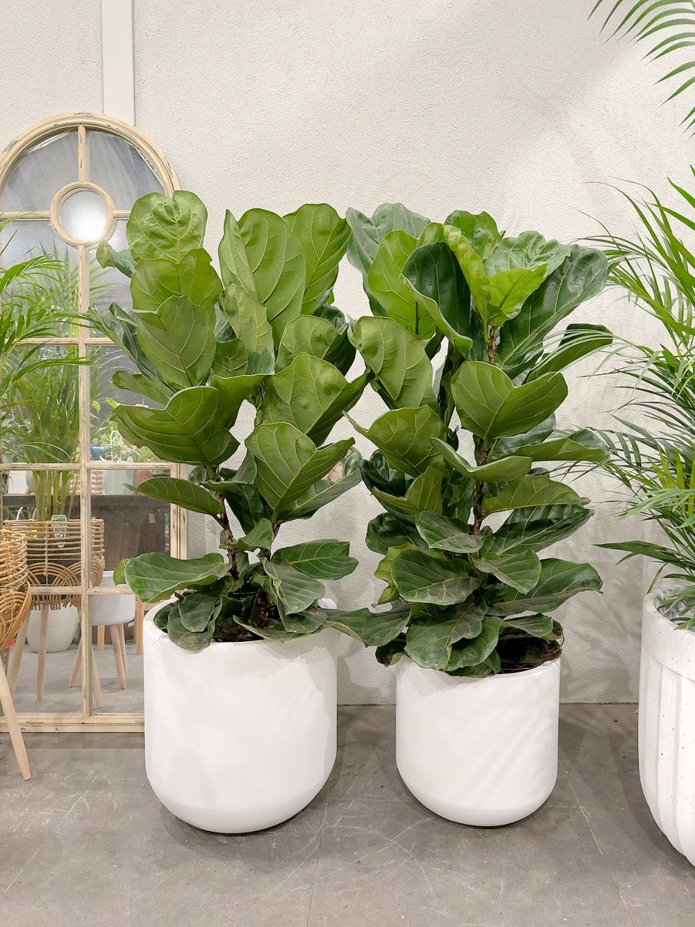 Ficus fiddle 🍃 real indoor plant with 370/450mm white heavy clay pot delivery available