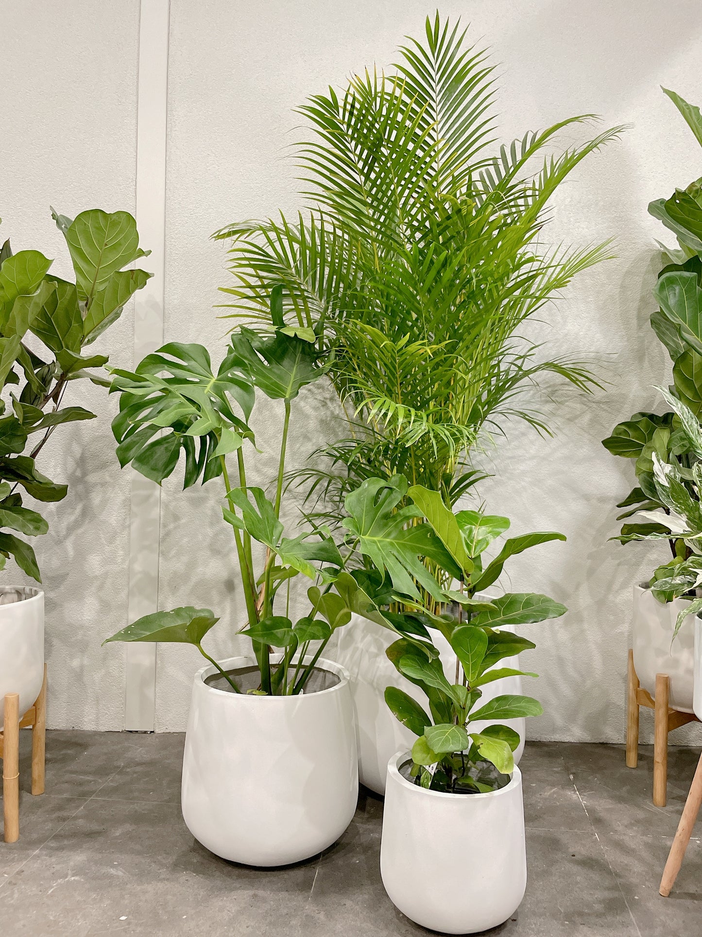 Huge plant bundle🪴 golden cane palm monstera ficus fiddle leaf lightweight fiberclay white pots@25-33-45cm