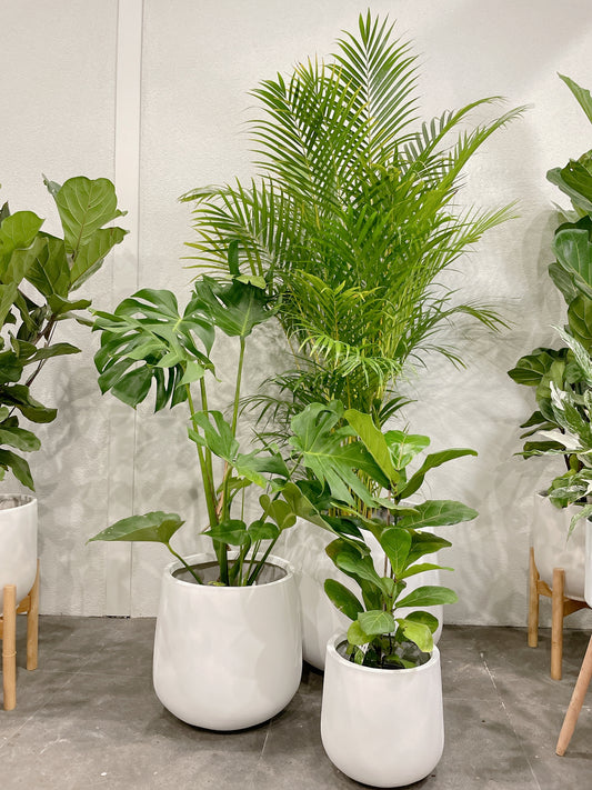 Huge plant bundle🪴 golden cane palm monstera ficus fiddle leaf lightweight fiberclay white pots@25-33-45cm